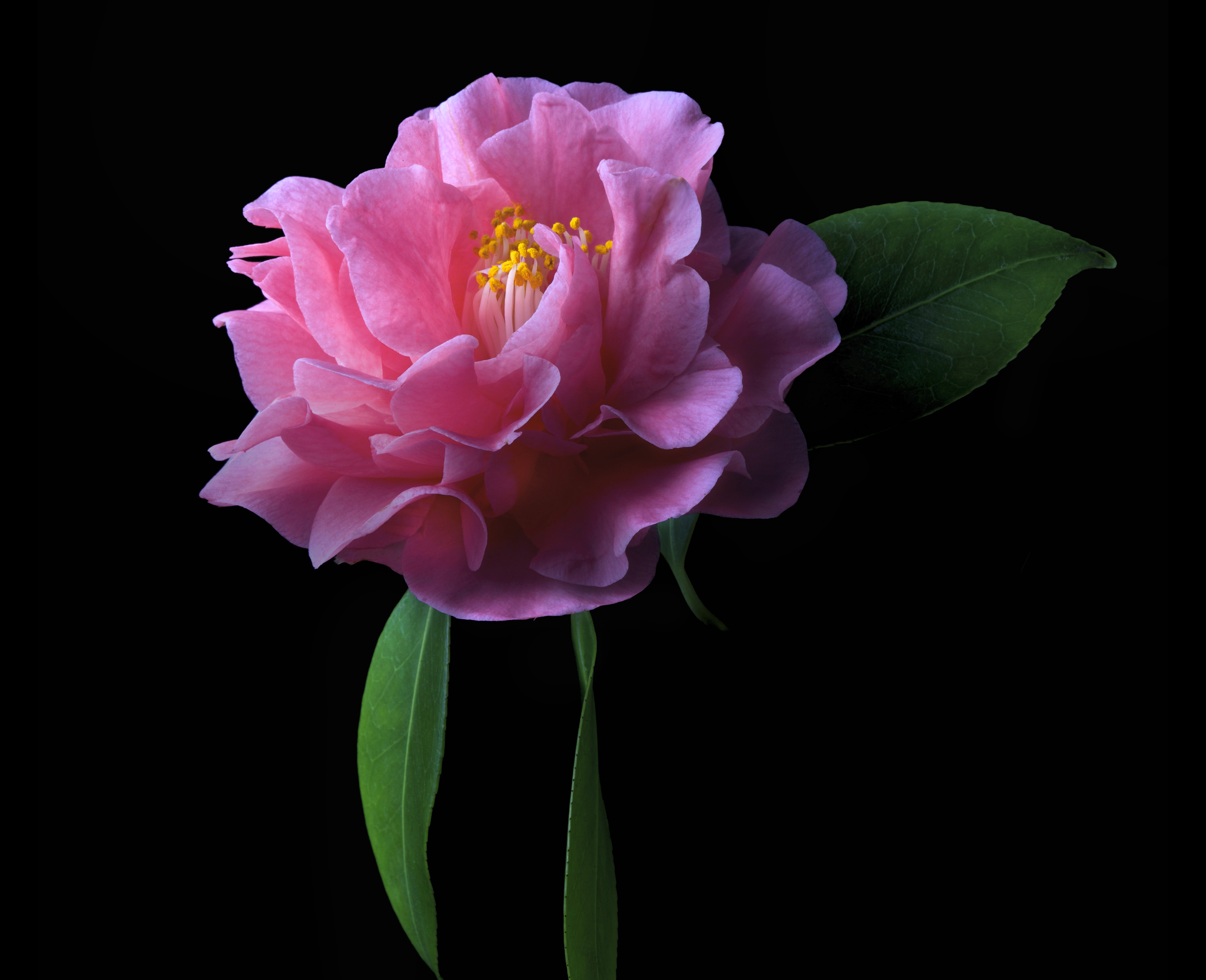 Camellia Close Up Earth Flower Pink Flower 3200x2600
