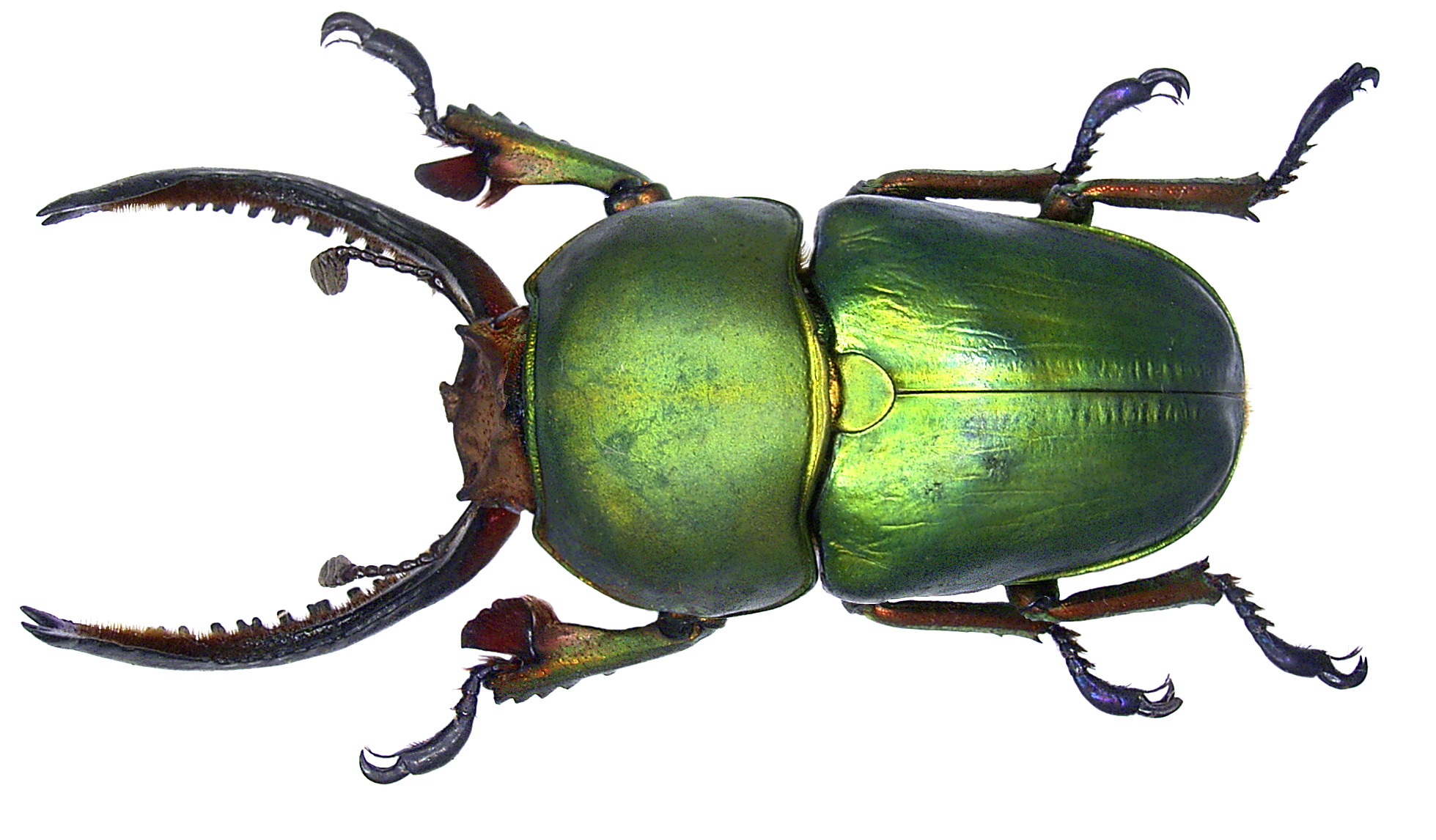 Beetle 1959x1146