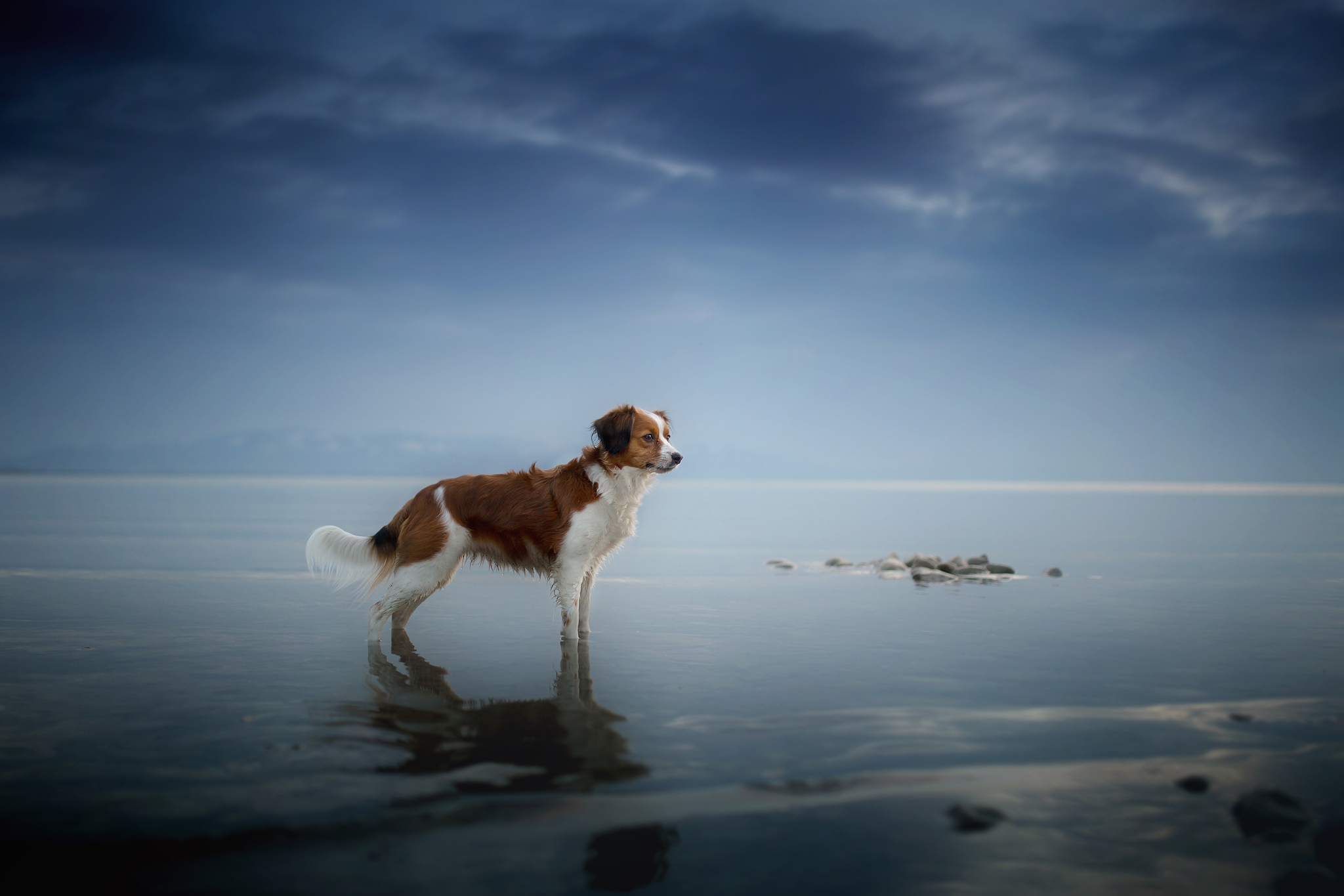 Dog Horizon Reflection Spaniel 2048x1365