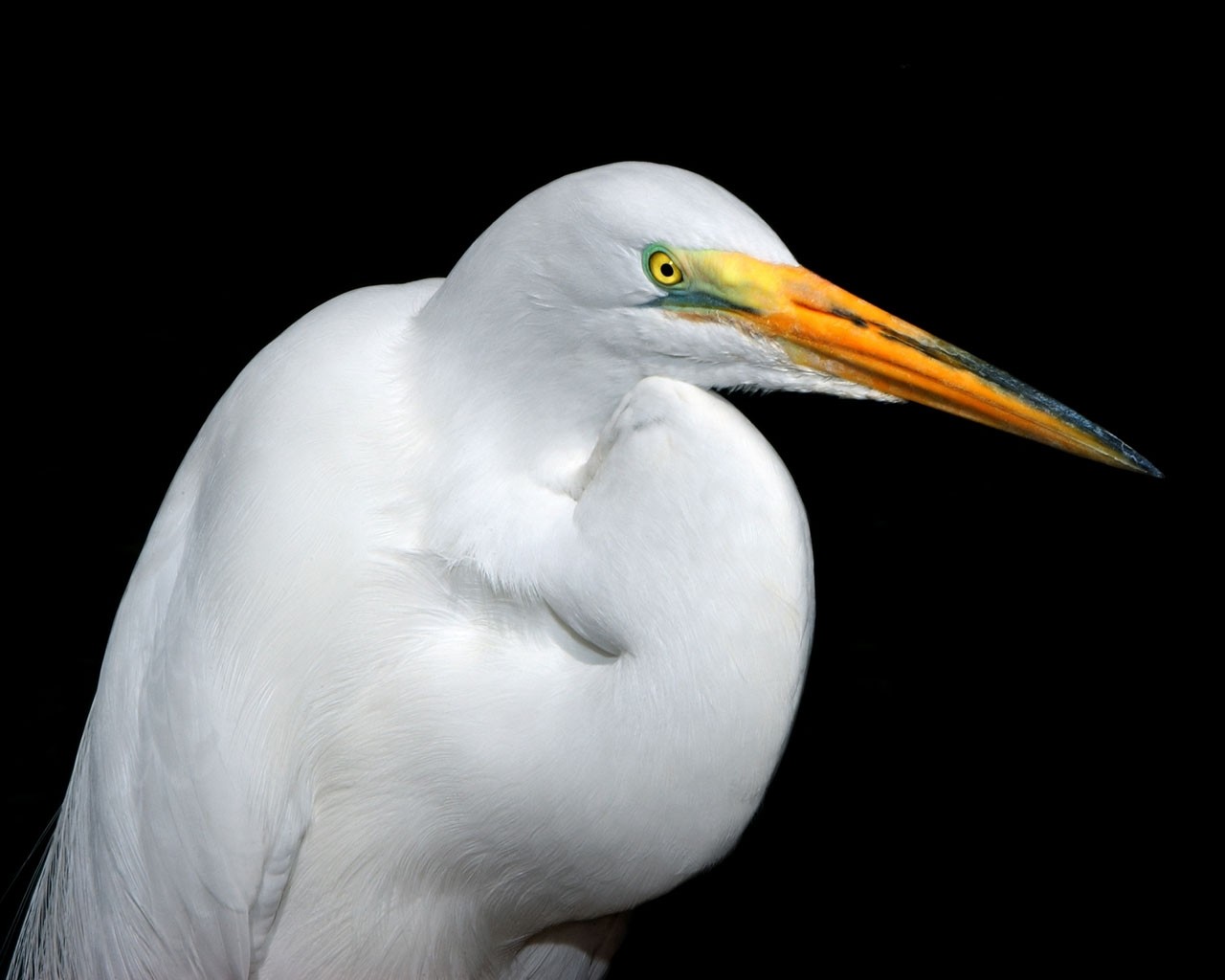 Animal Egret 1280x1024