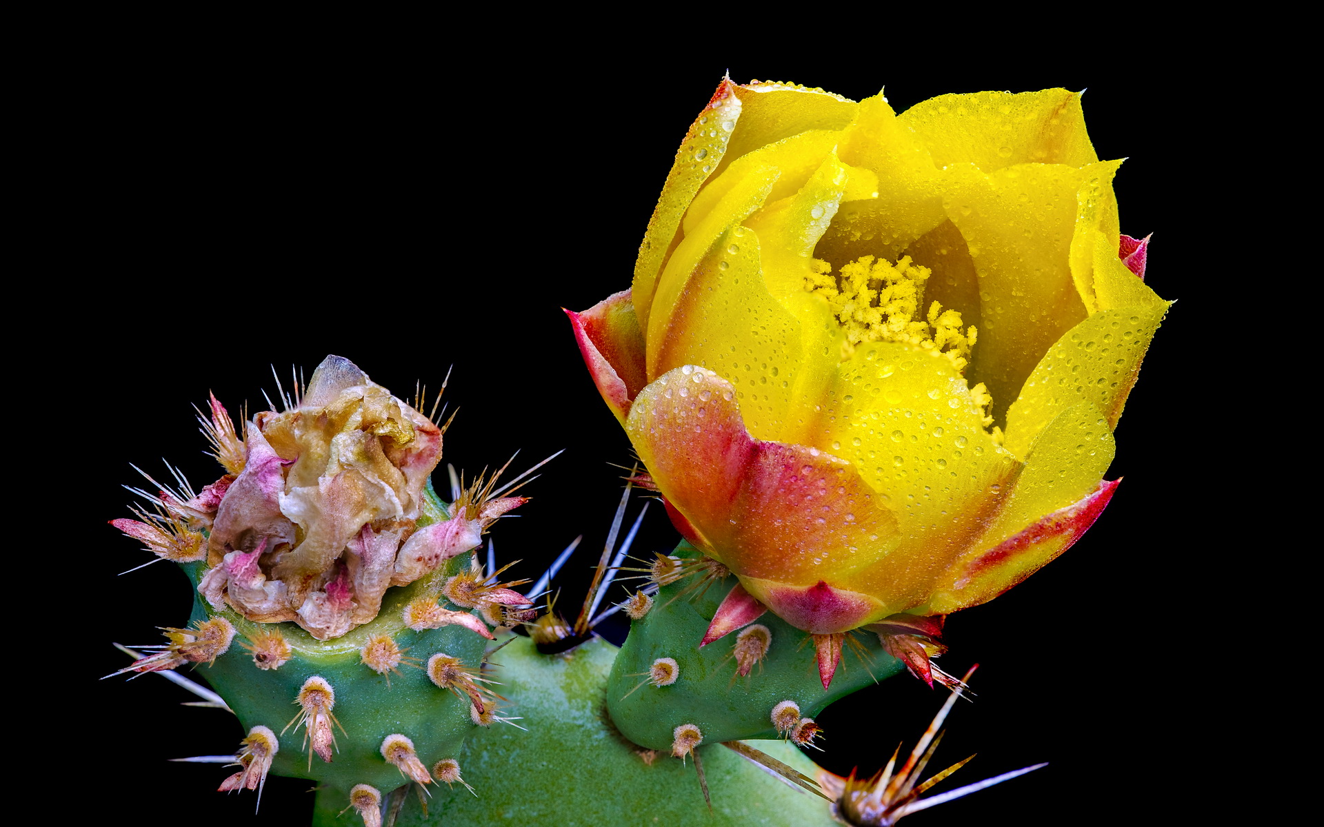 Cactus Blossom 1920x1200