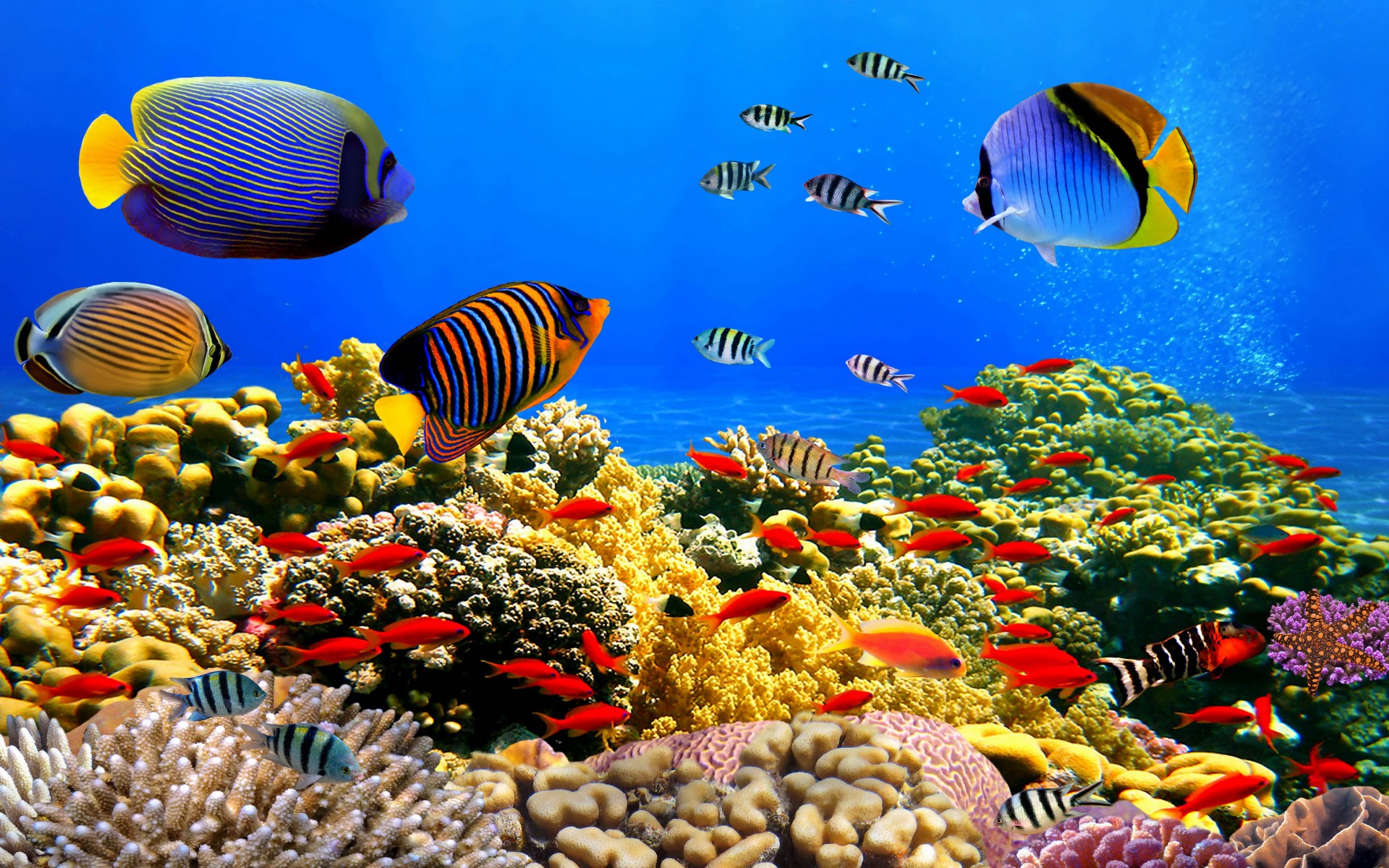 Animal Colorful Colors Coral Coral Reef Fish Ocean Plant Tropical Fish Underwater 1920x1200