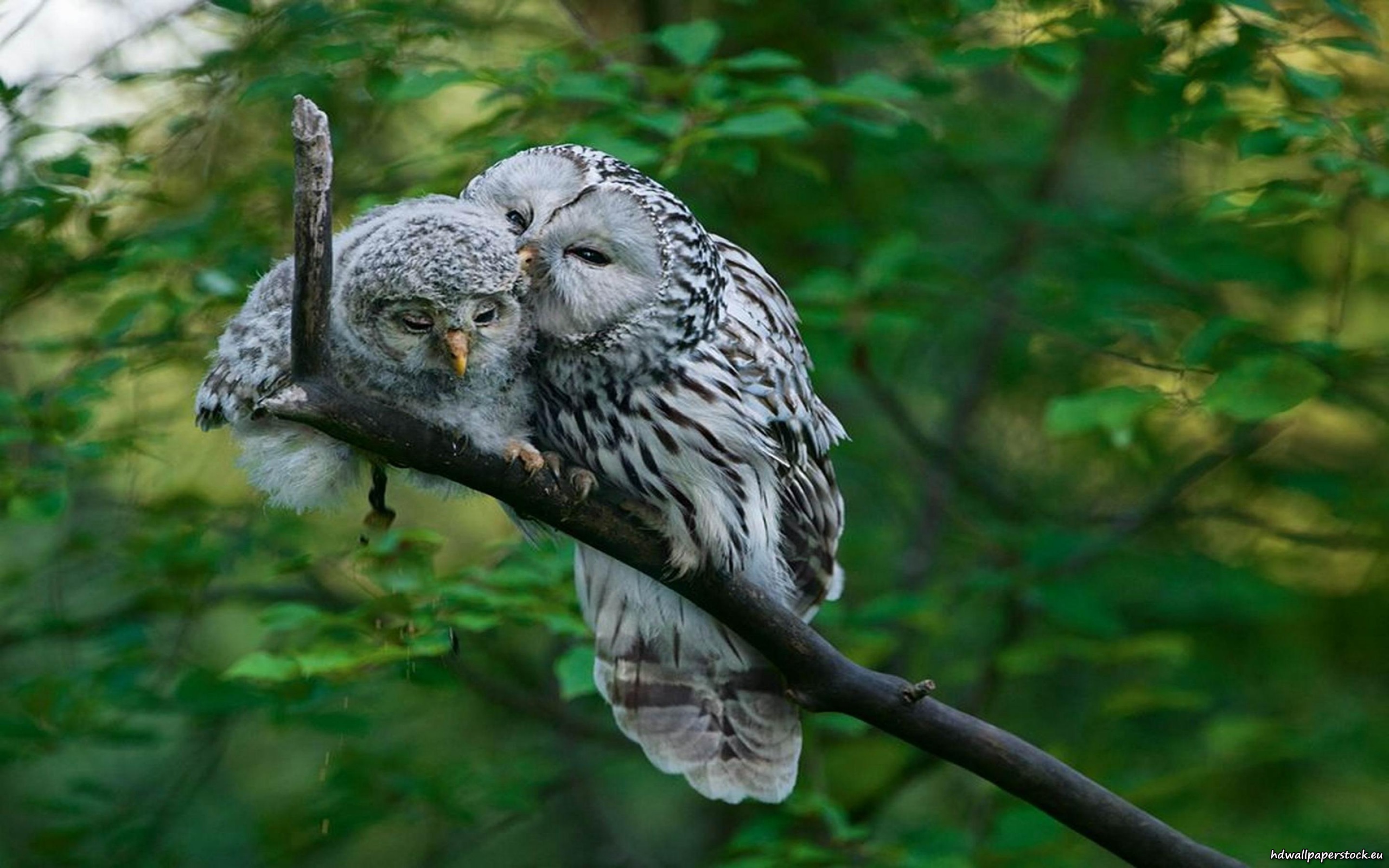 Animal Barred Owl 2560x1600