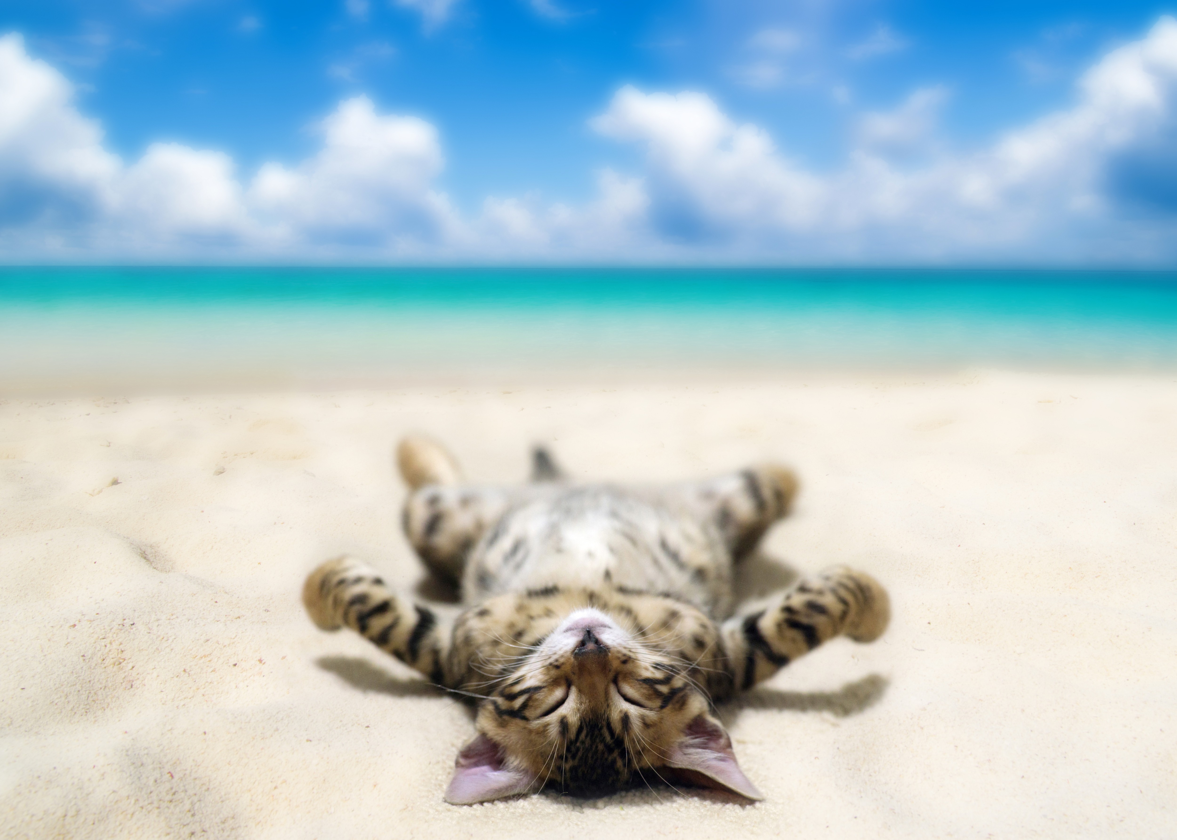 Animal Beach Cat Lying Down 5001x3570
