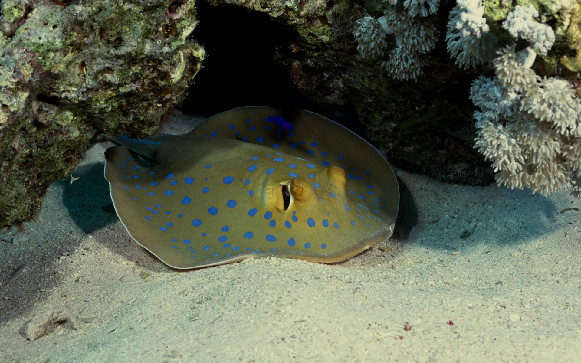 Animal Stingray 1920x1200