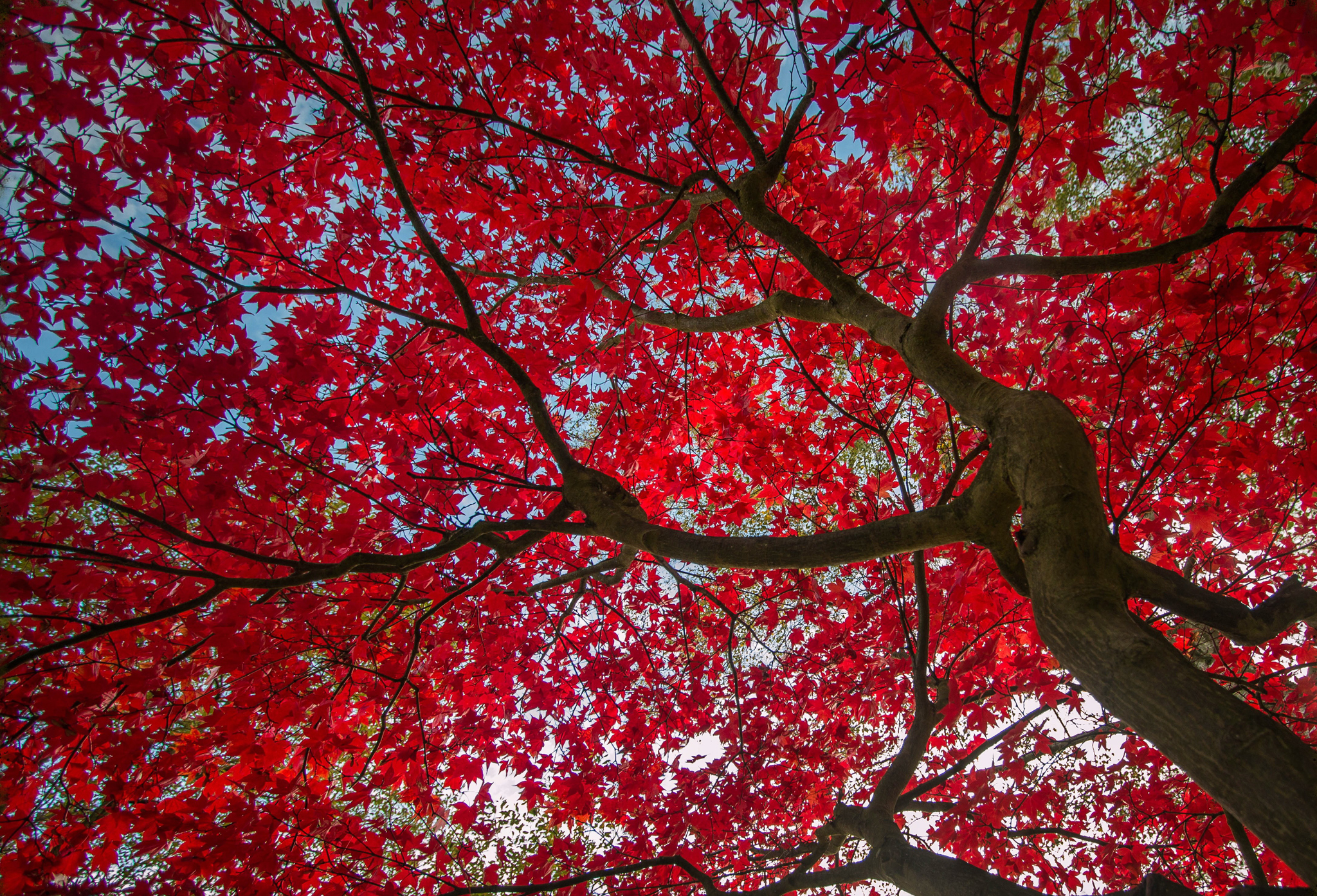 Canopy Fall Foliage Leaf Red Tree 2048x1394