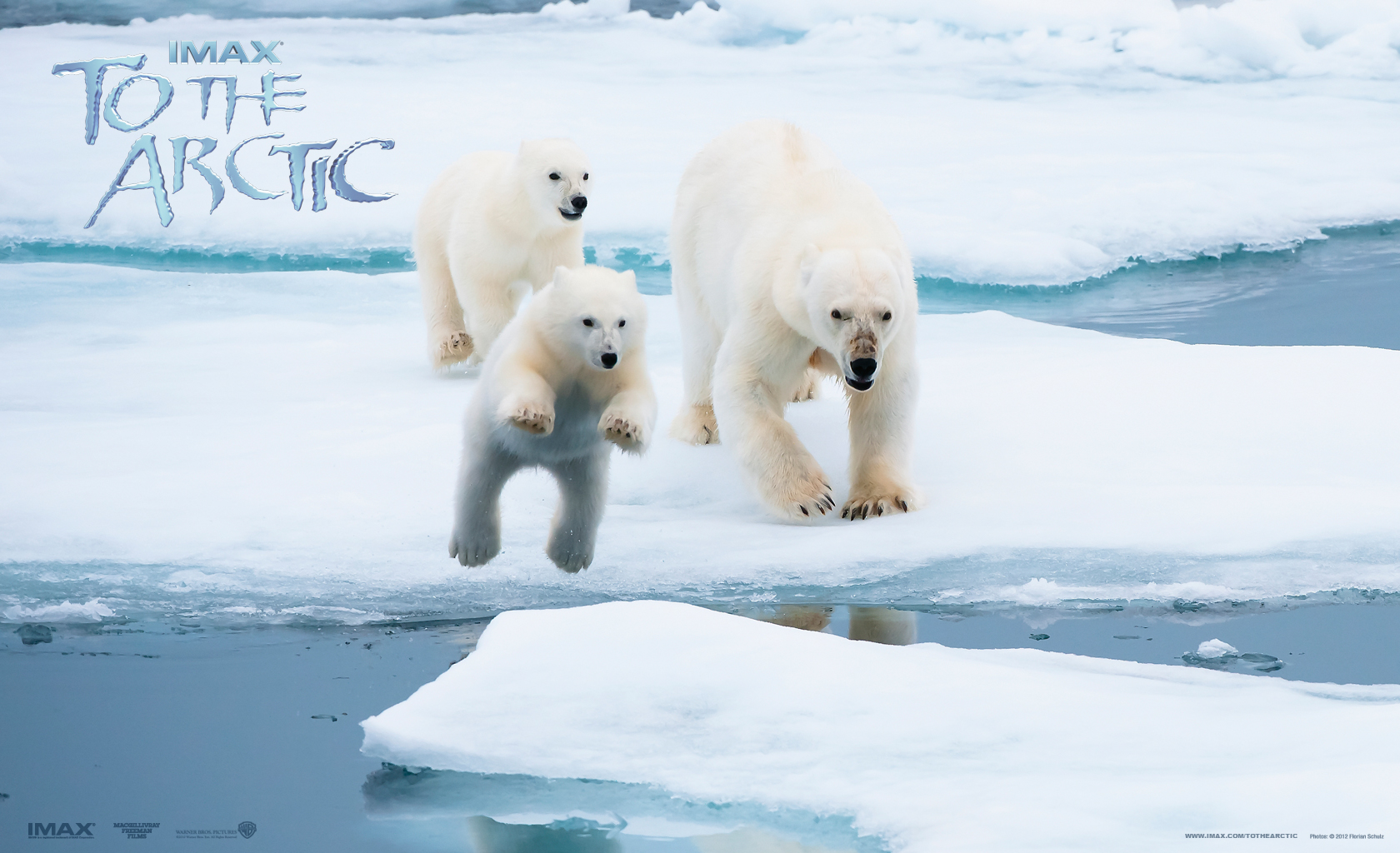 Antarctica Arctic Bear Ice Polar Bear 1680x1024