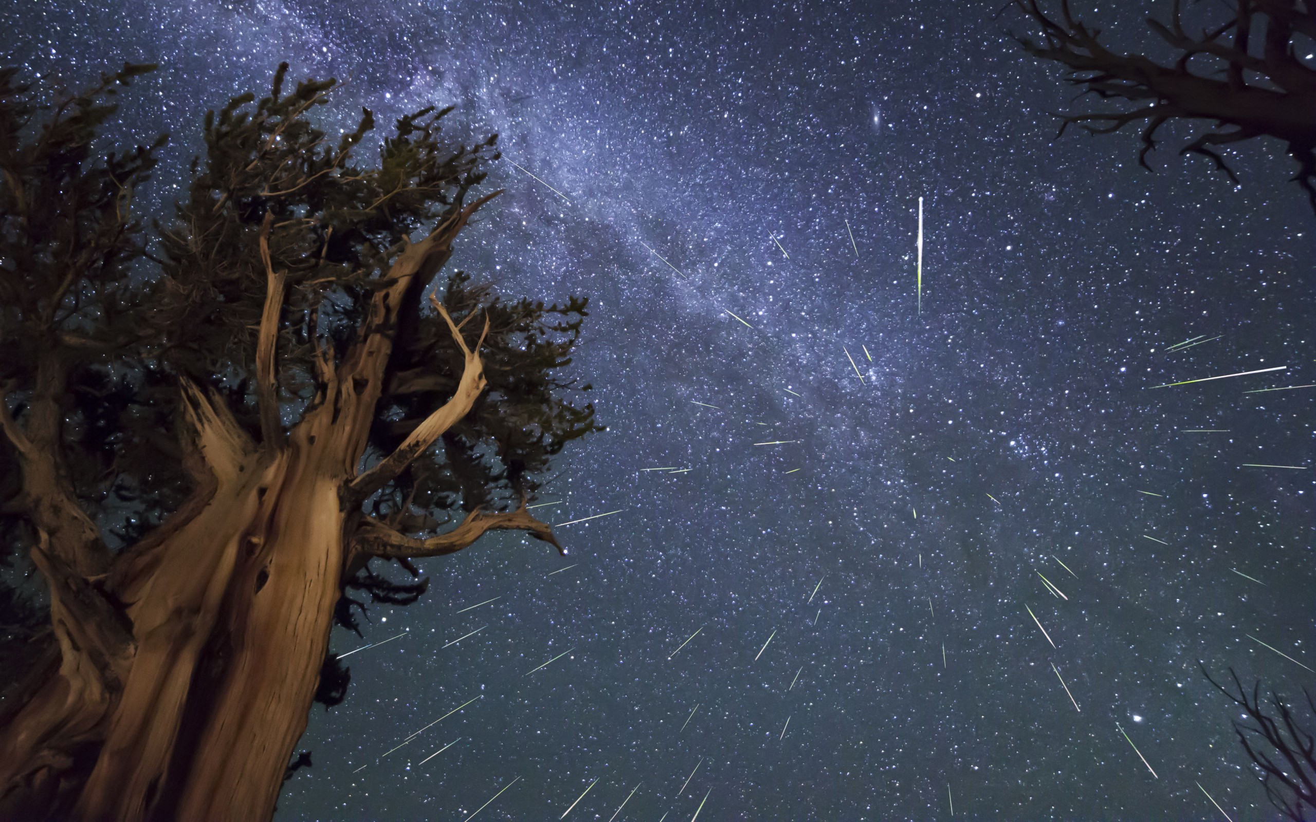 Earth Meteor Meteor Shower Milky Way Night Sky Tree 2560x1600