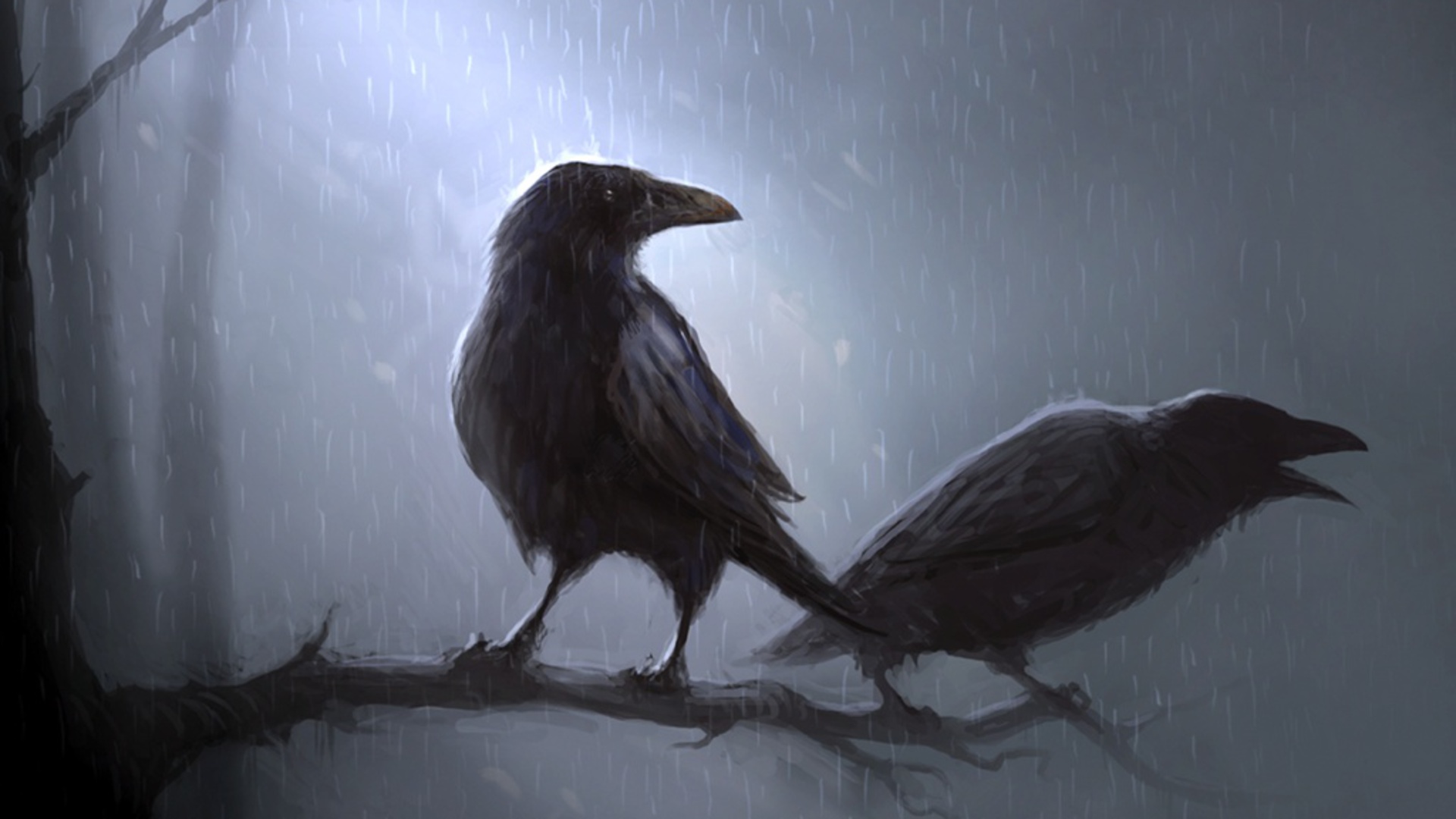Bird Crow Raven 1920x1080