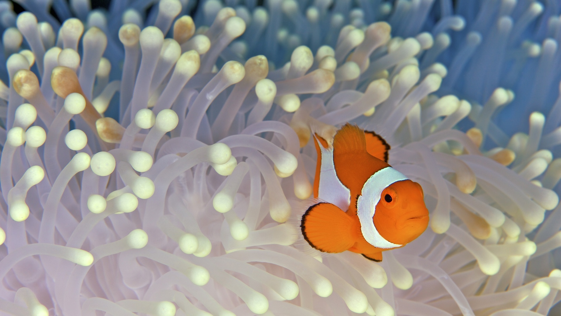 Clownfish Fish Pastel Sea Anemone Underwater 1920x1080