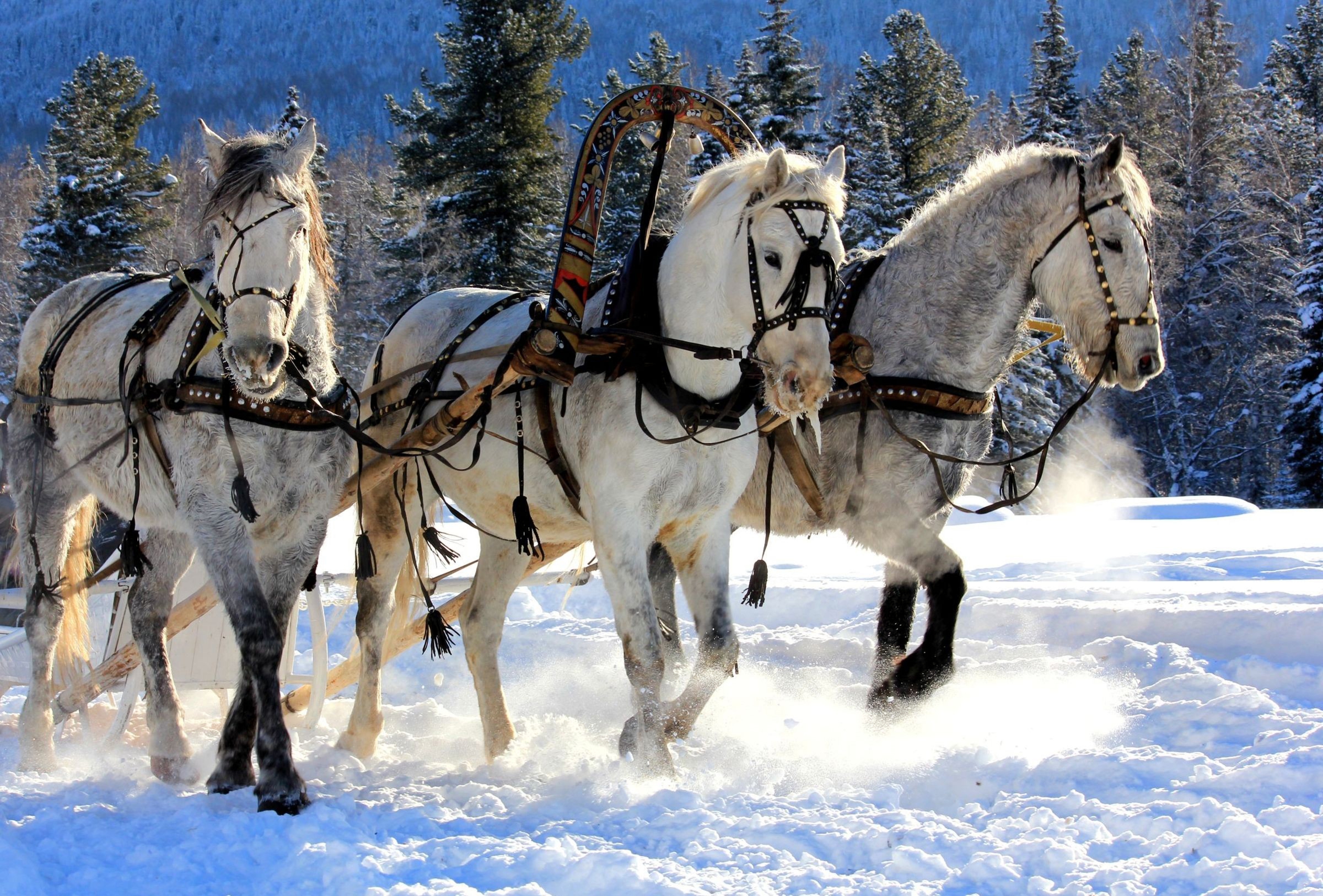 Animal Horse Snow Winter 2400x1625