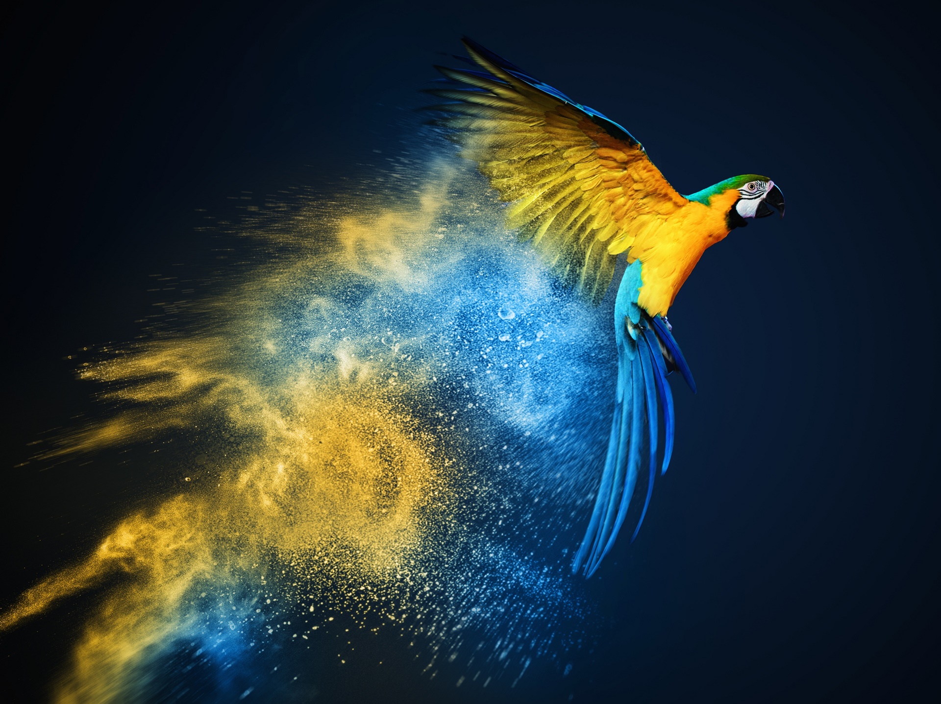Bird Blue And Yellow Macaw Macaw Parrot 1920x1437
