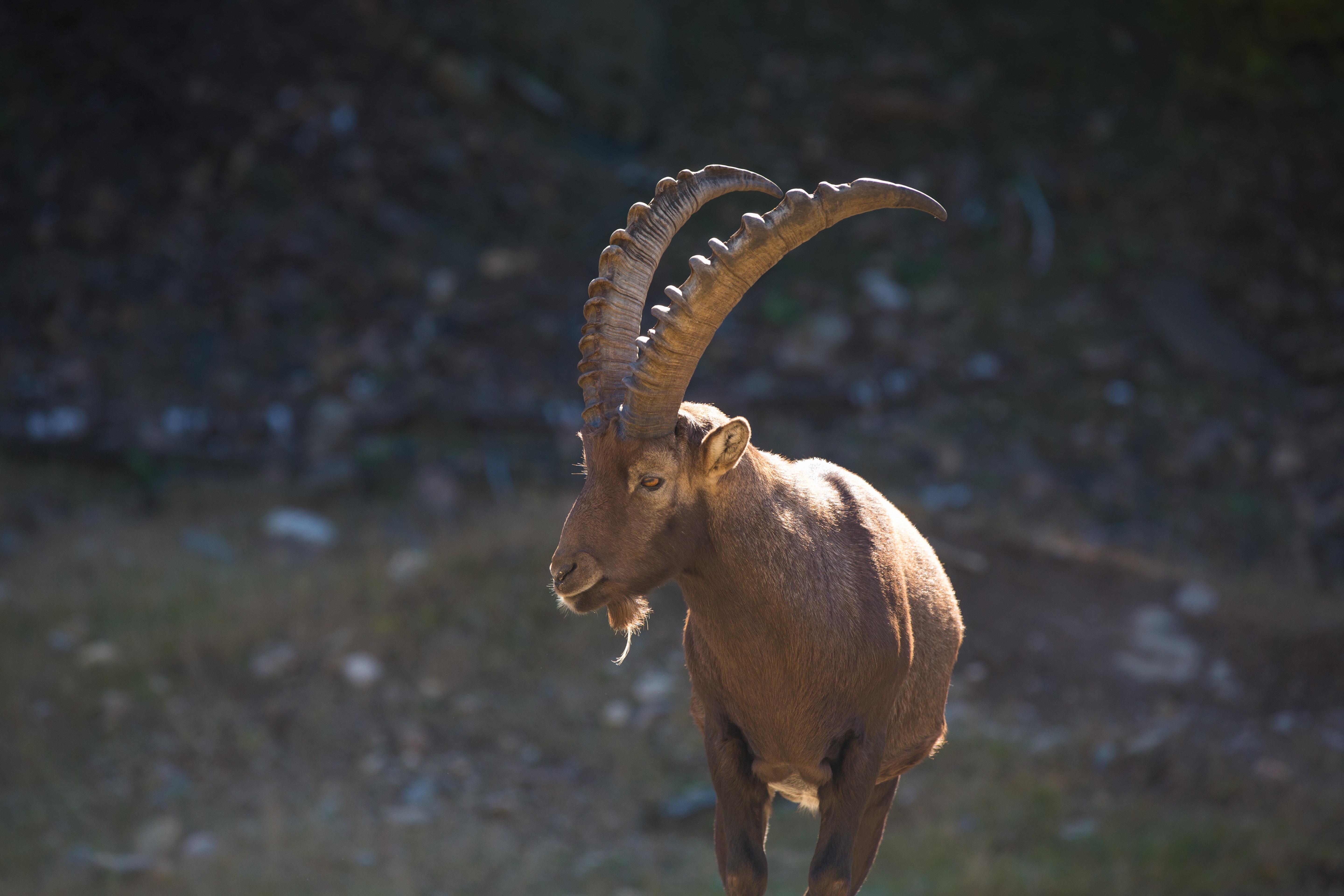 Alpine Ibex Goat 5760x3840