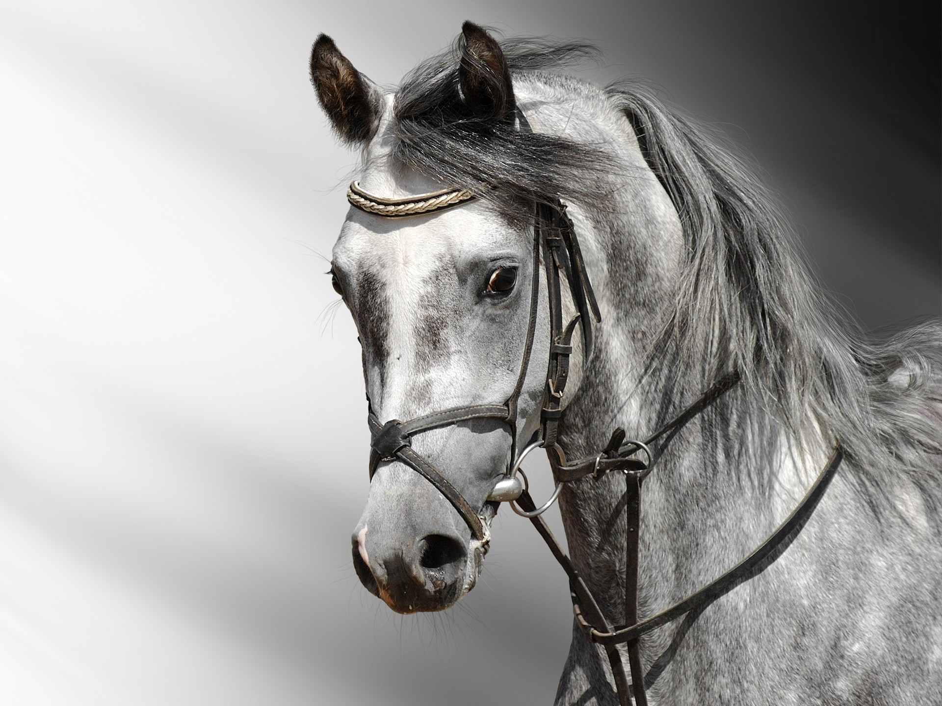 Animal Horse 1920x1440