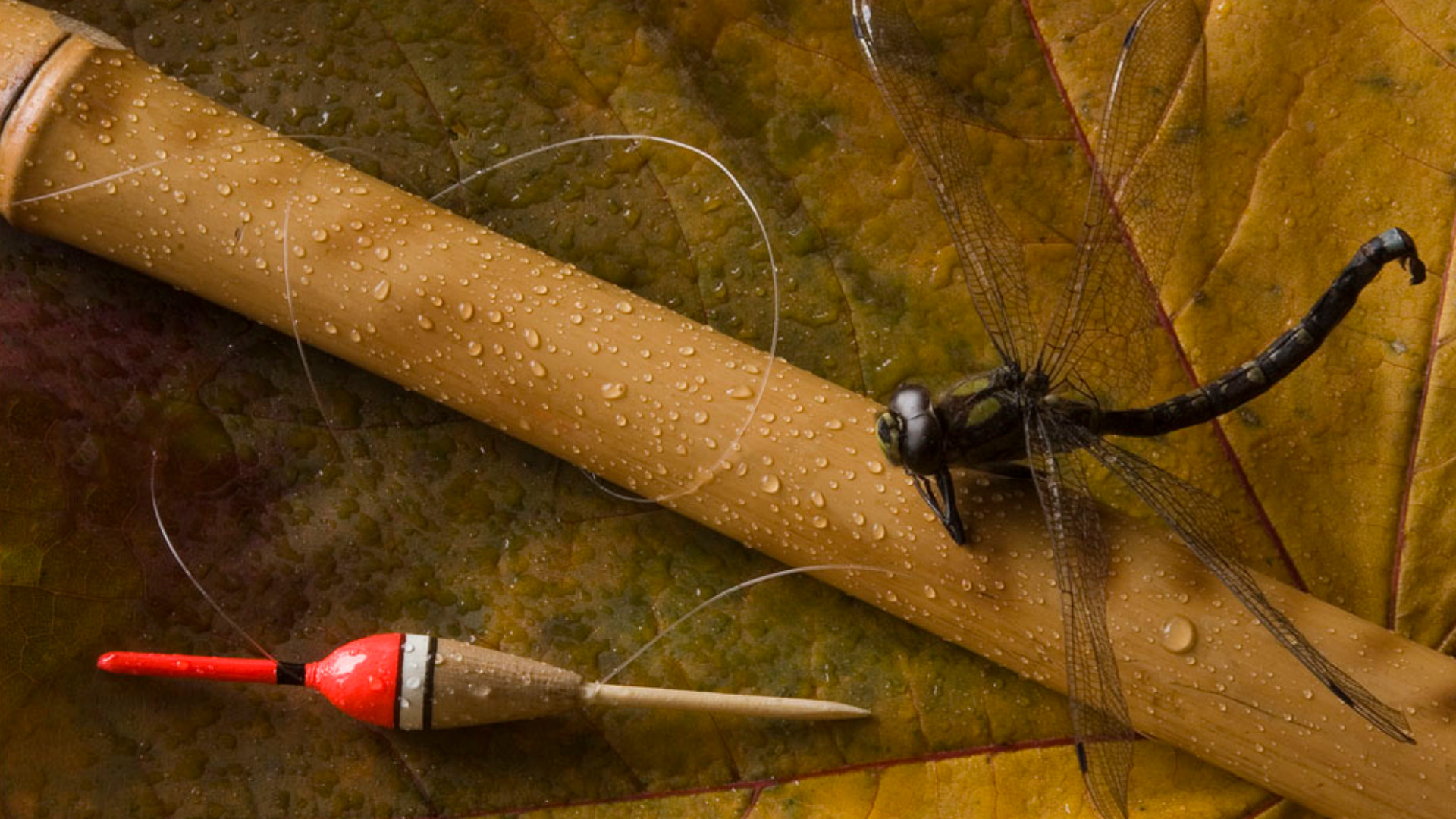 Sports Fishing 1920x1080