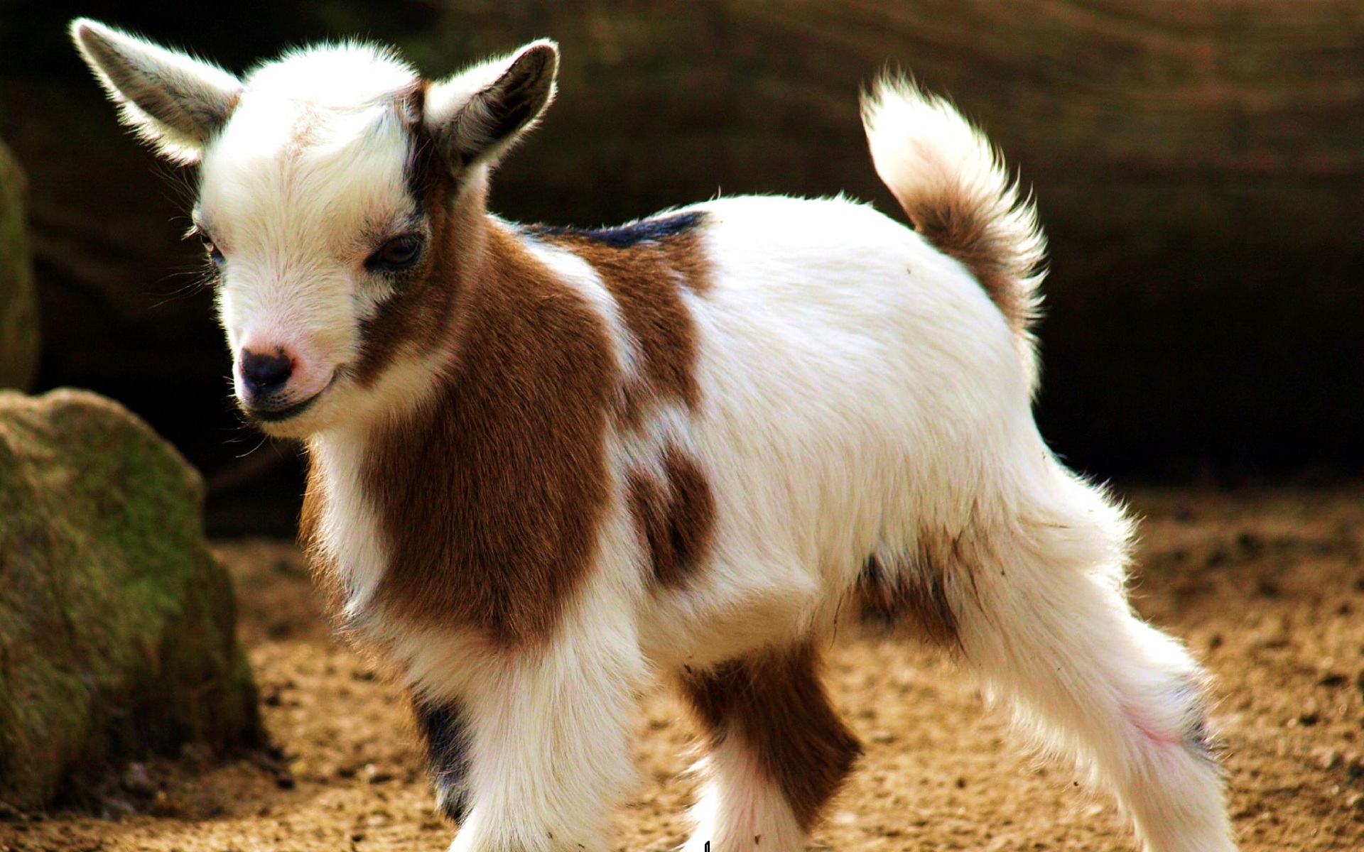 Animal Goat 1920x1200