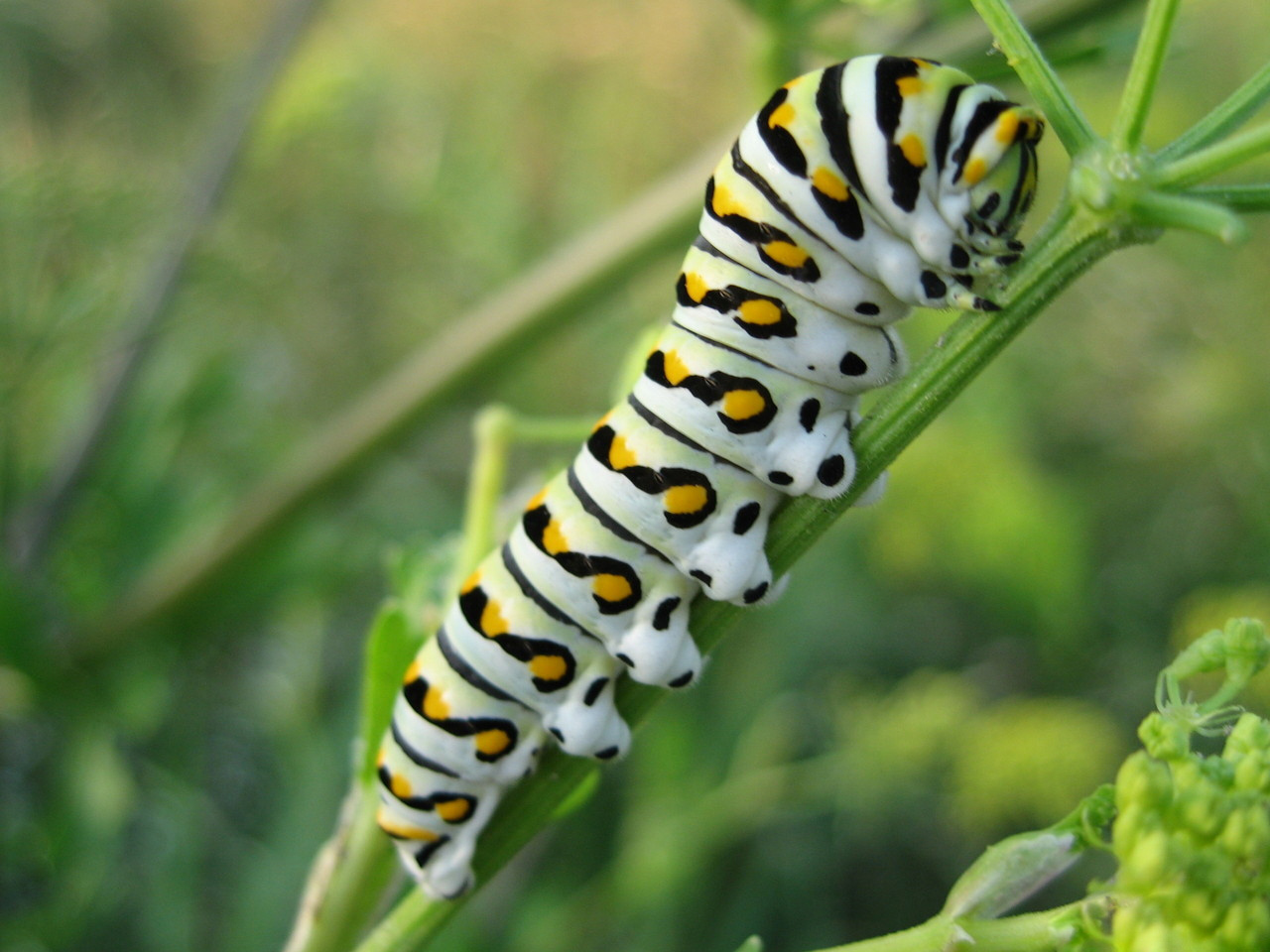 Caterpillar 1280x960