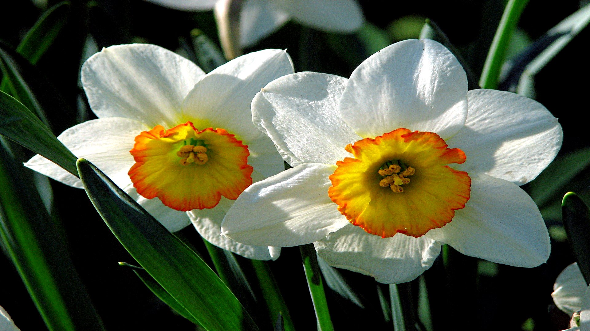 Narcissus 1920x1080