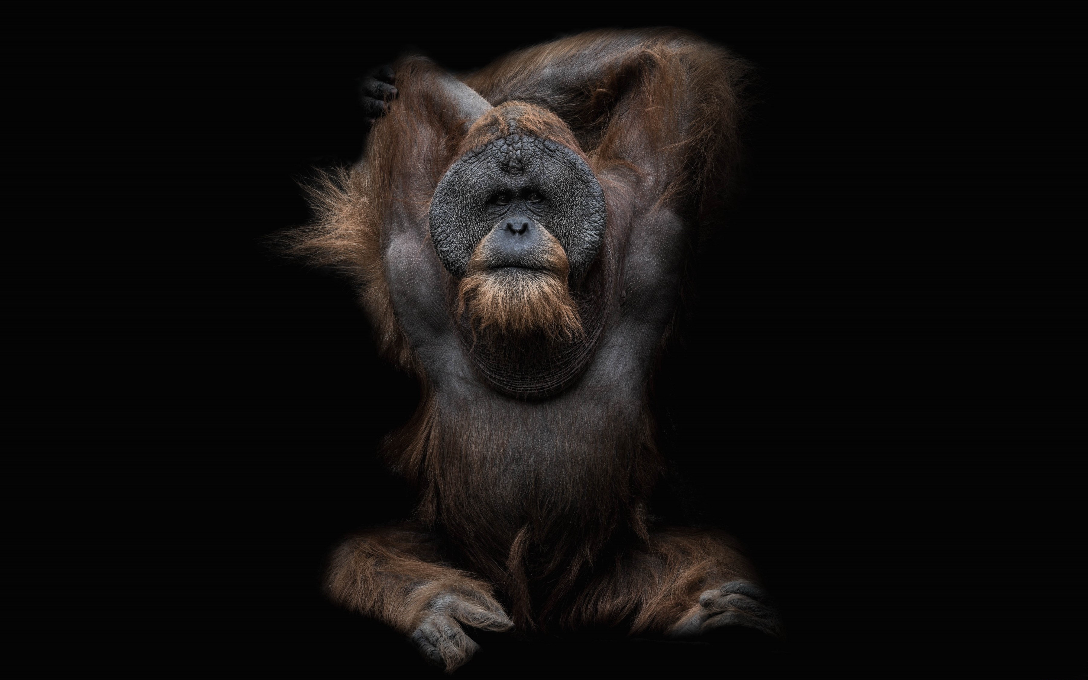 Animal Ape Orangutan 3600x2250