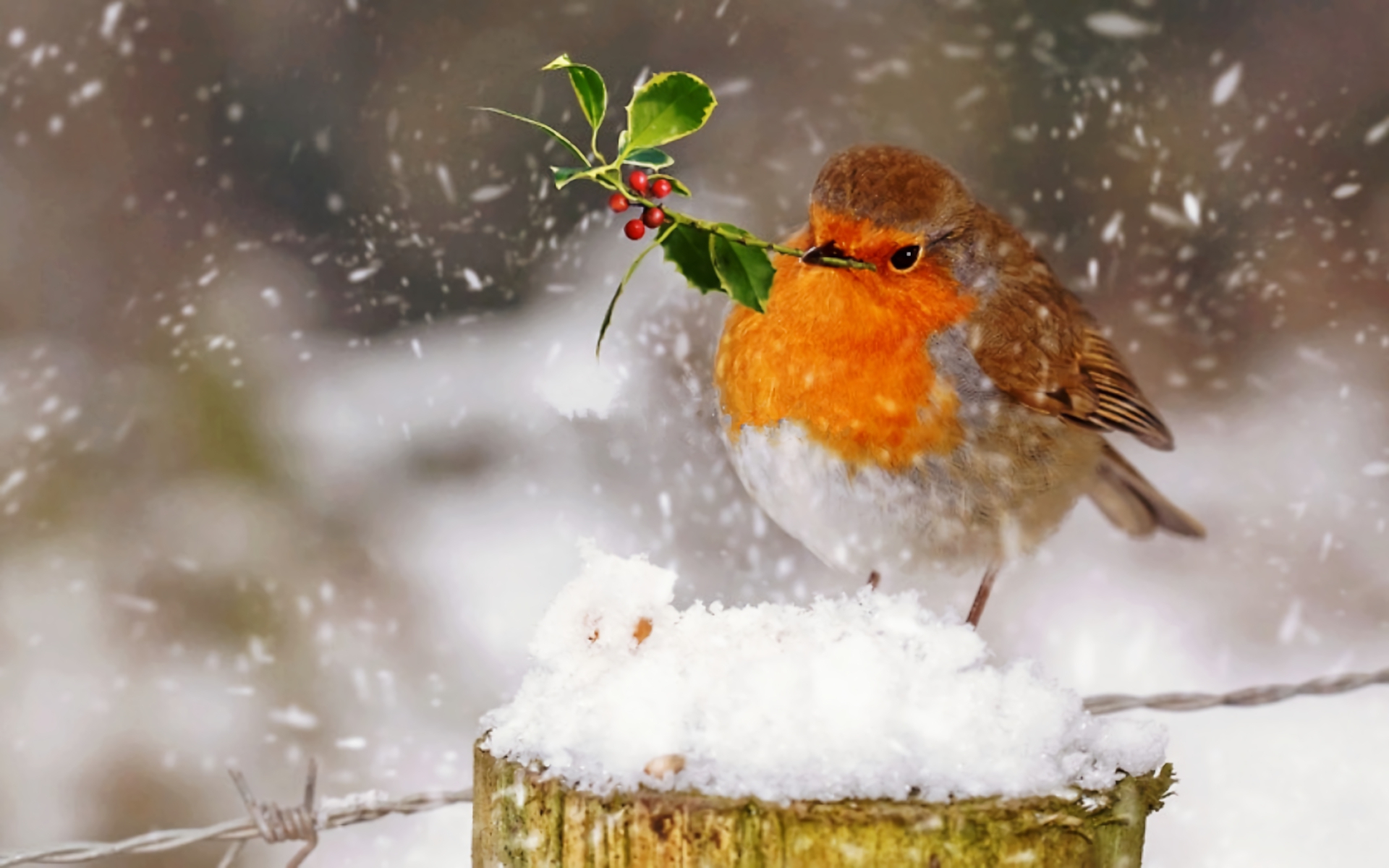 Animal Bird Cute Robin Snow Snowfall 1920x1200