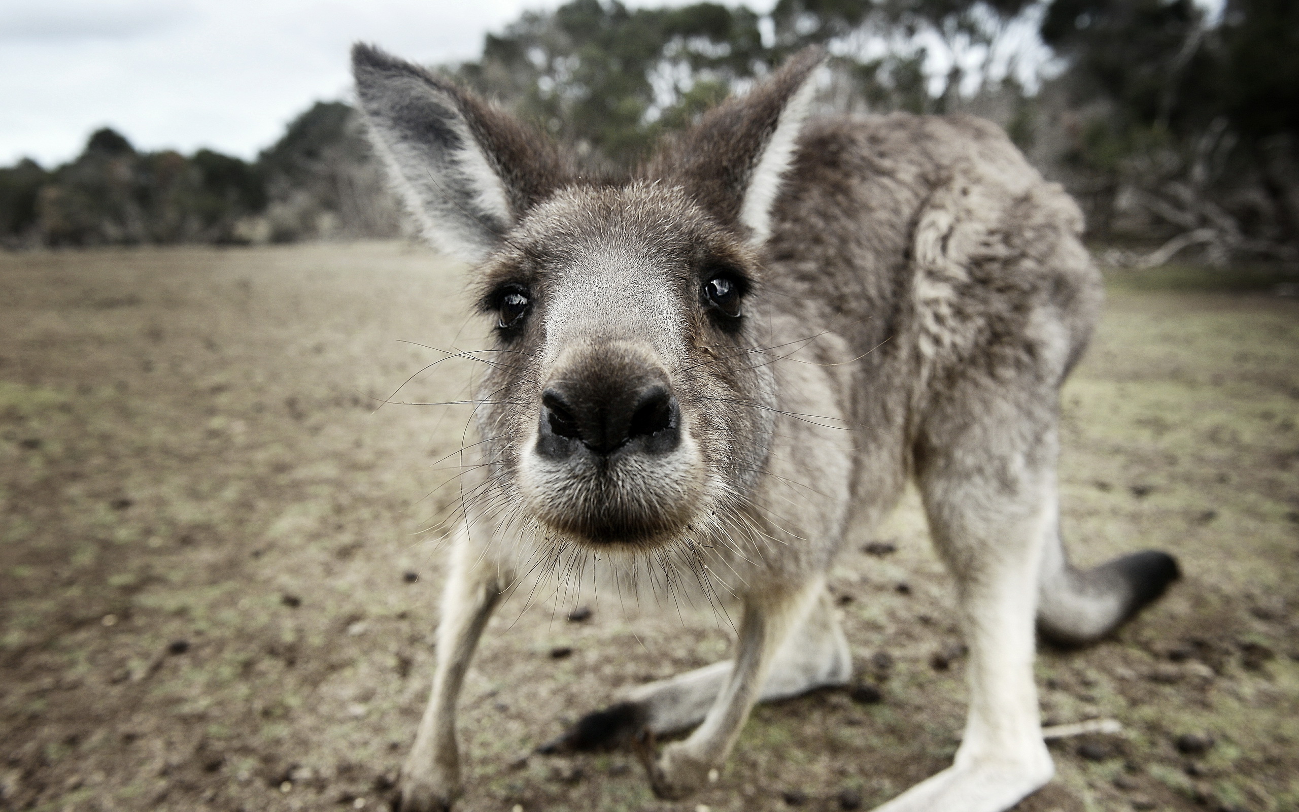 Animal Kangaroo 2560x1600