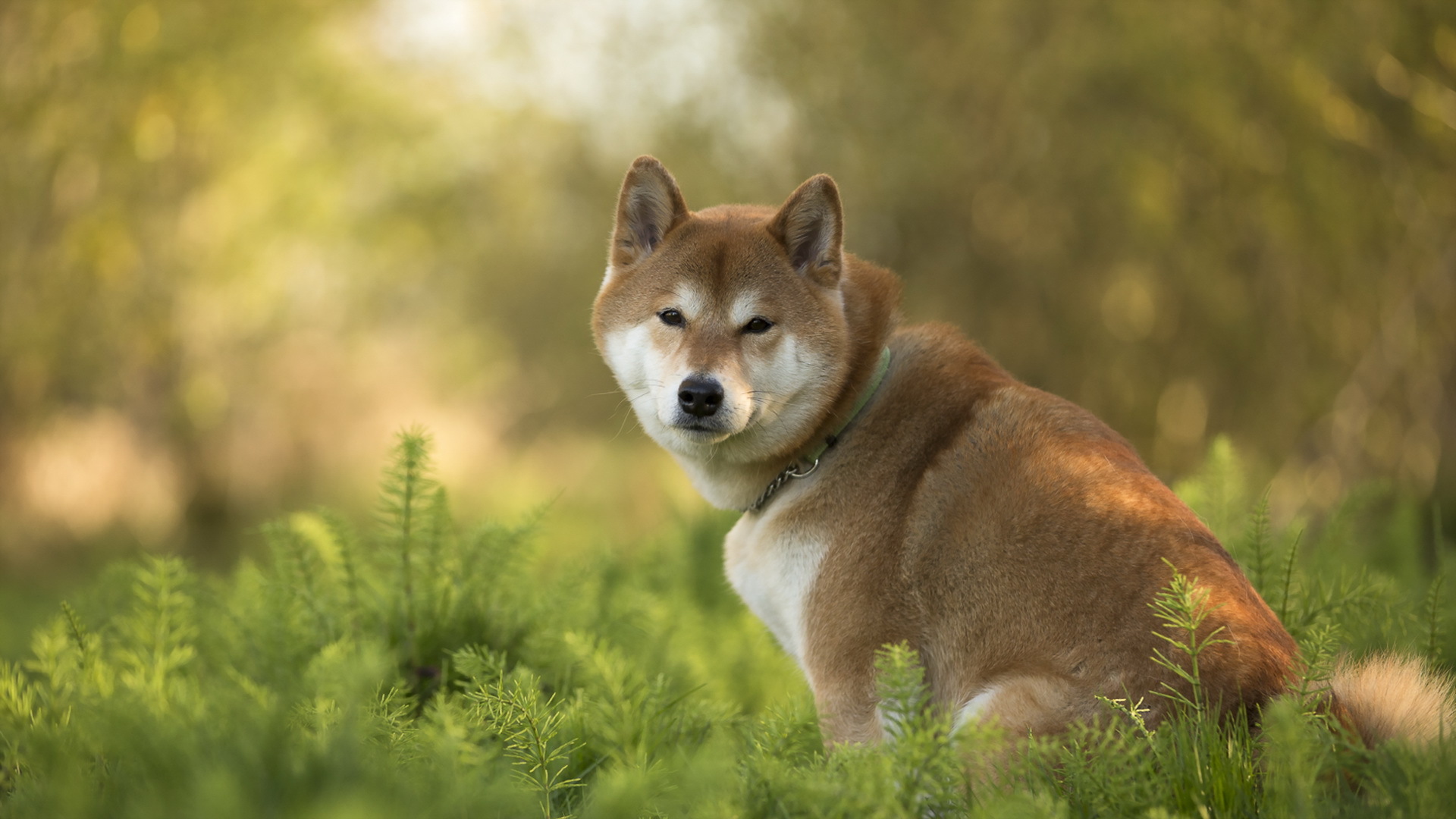 Animal Dog Shiba Inu 1920x1080