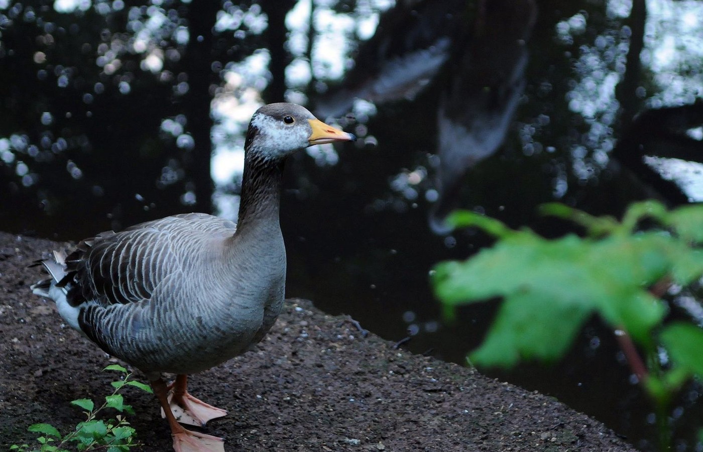 Animal Goose 1400x900