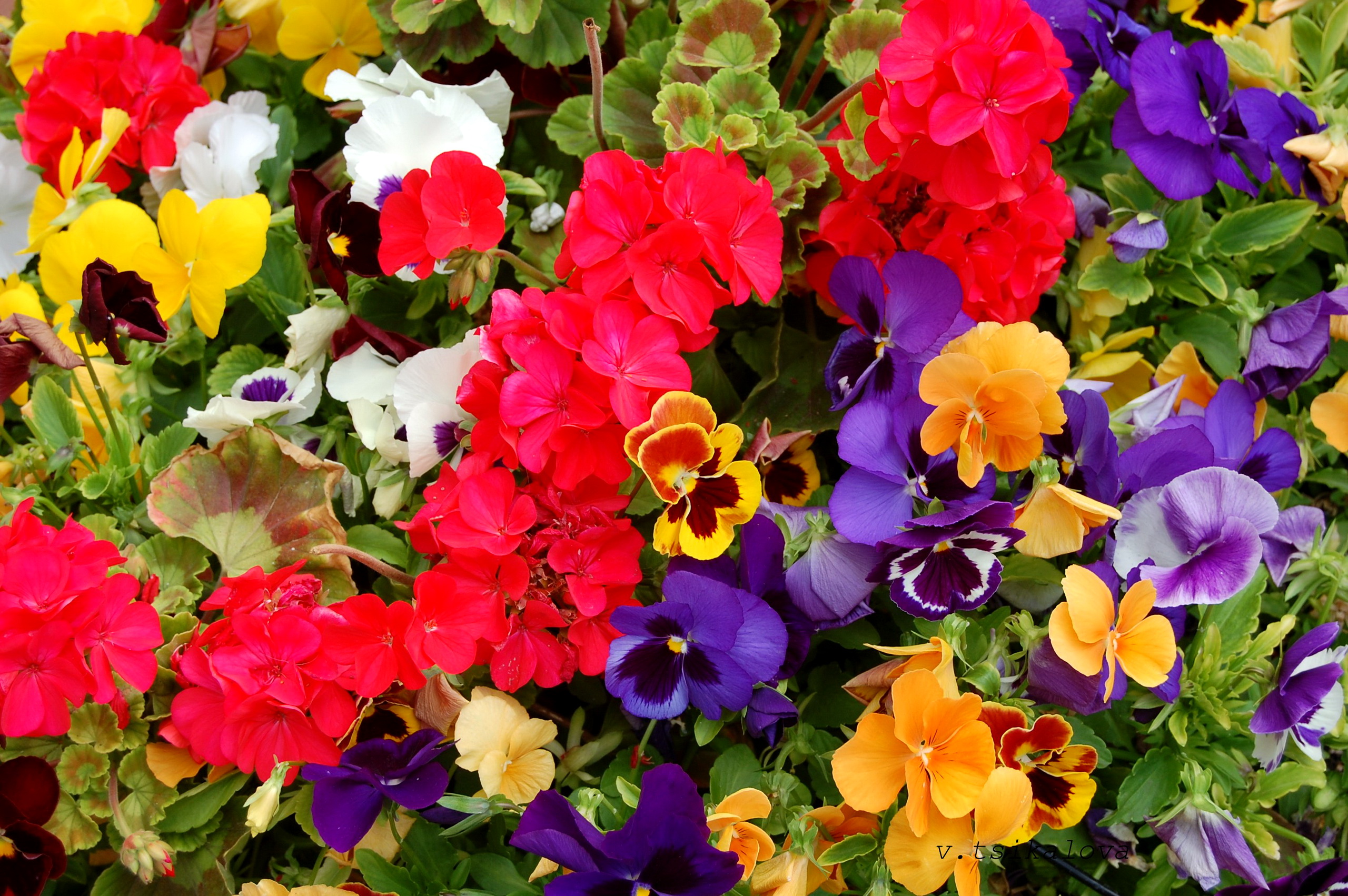 Pansy 2560x1702