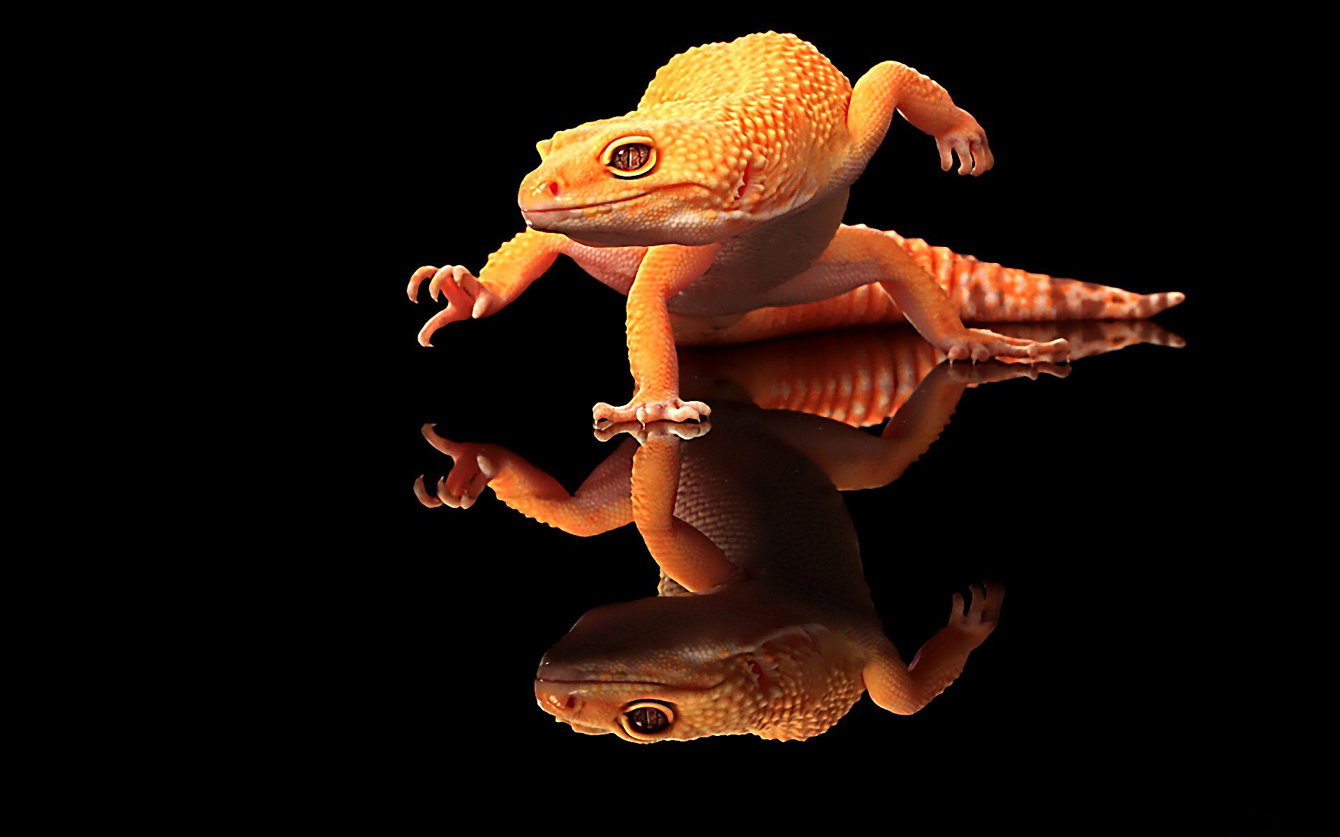 Animal Gecko 1920x1200