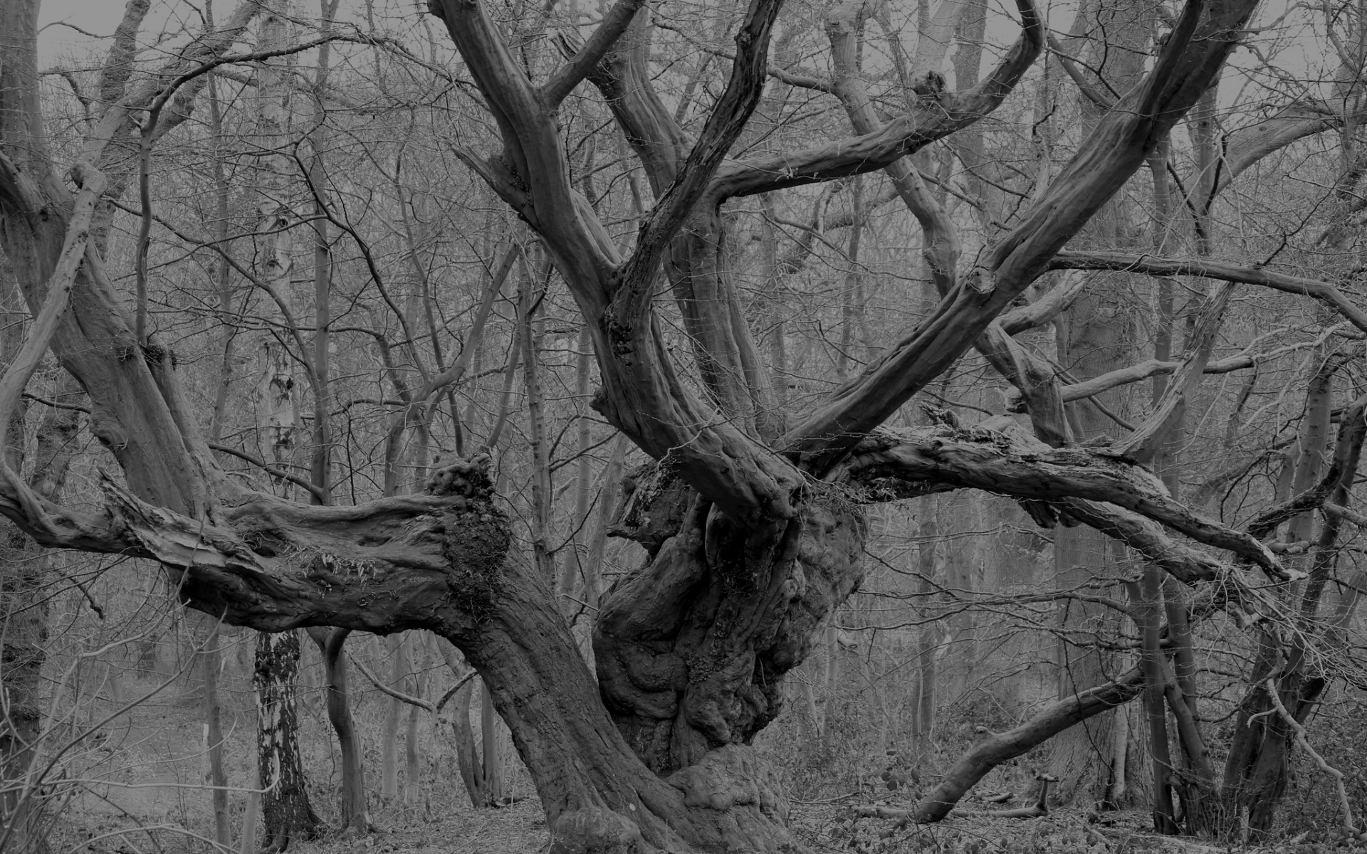 Earth Twisted Tree 1920x1200