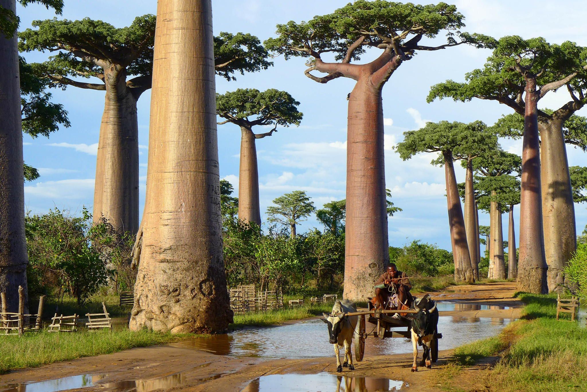Earth Baobab Tree 2048x1367