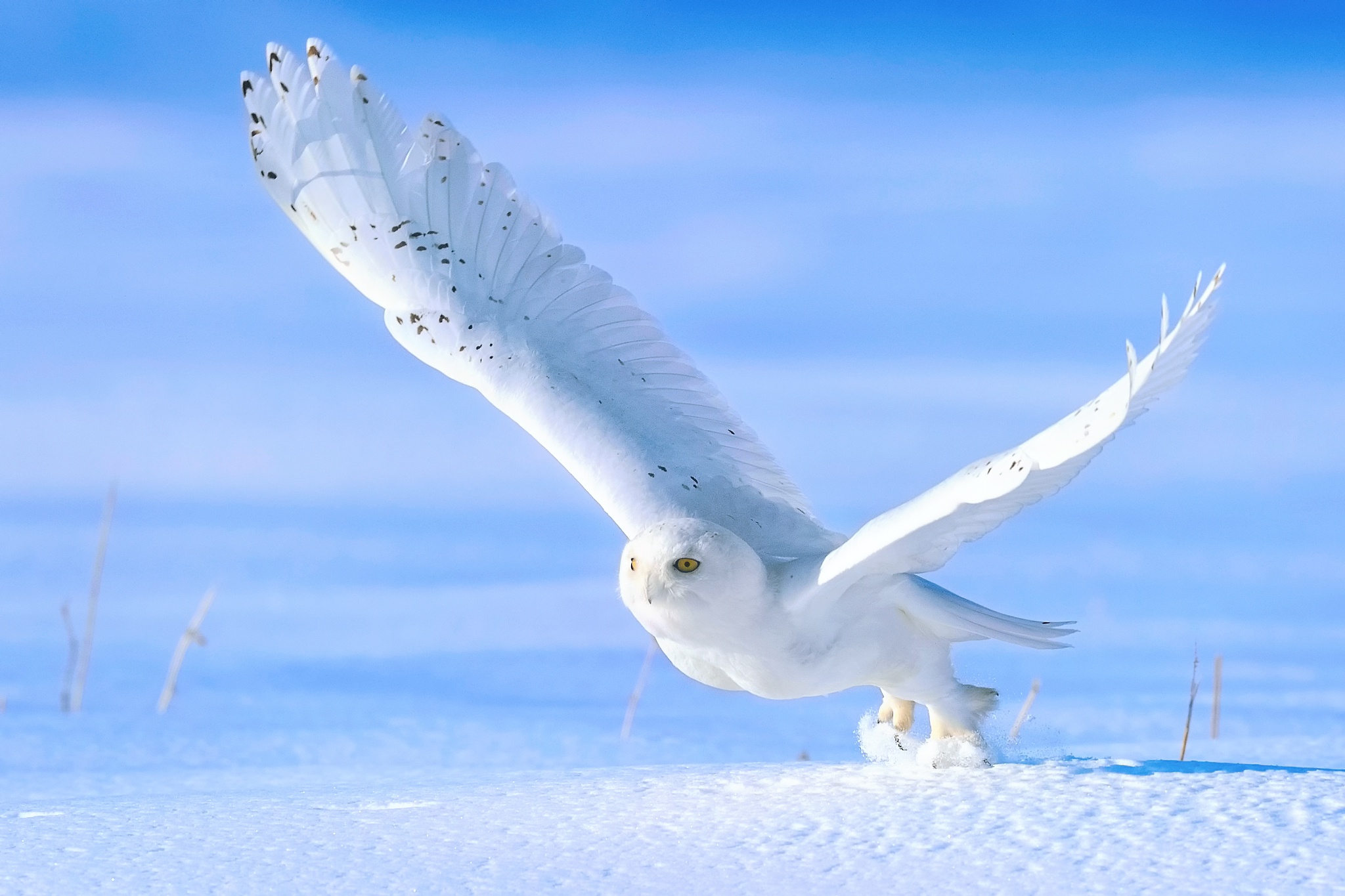 Bird Owl Snow Snowy Owl 2048x1365