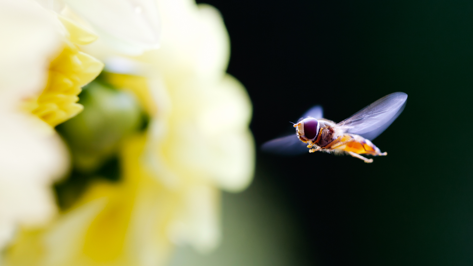 Animal Hoverfly 1600x900