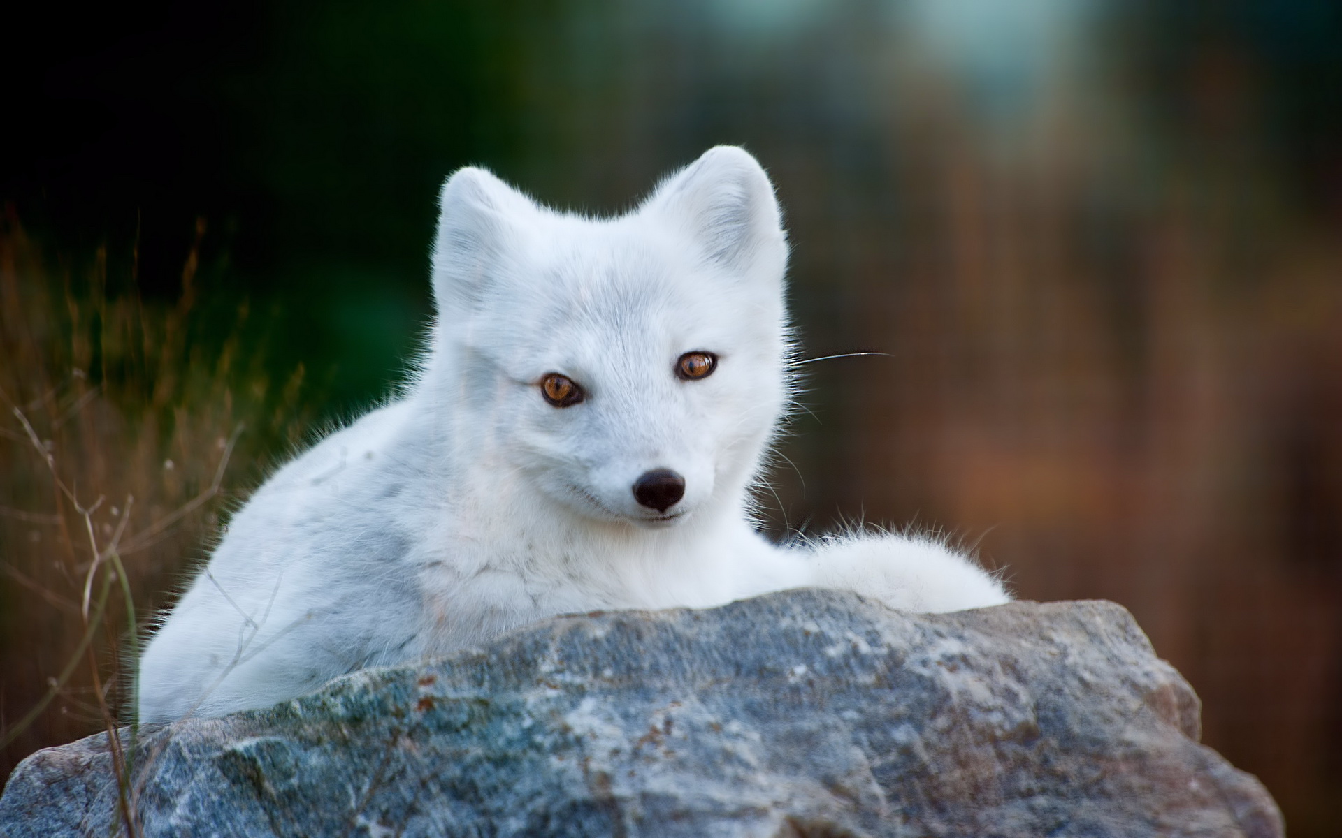 Animal Arctic Fox 1920x1200