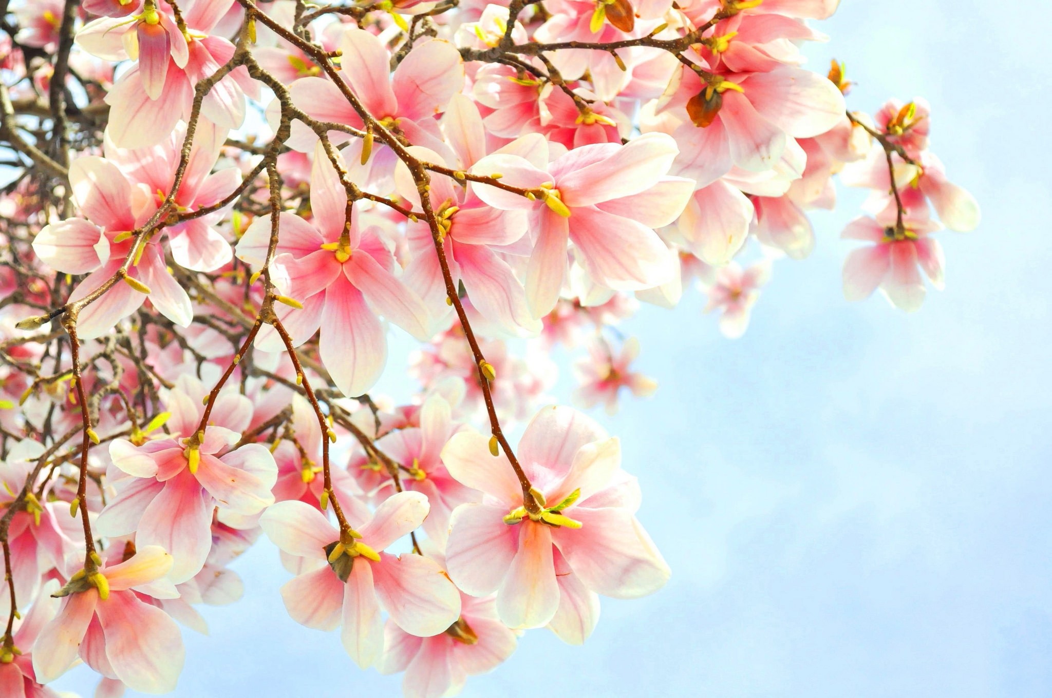 Blossom Close Up Earth Magnolia Pink Flower Tree 2048x1360