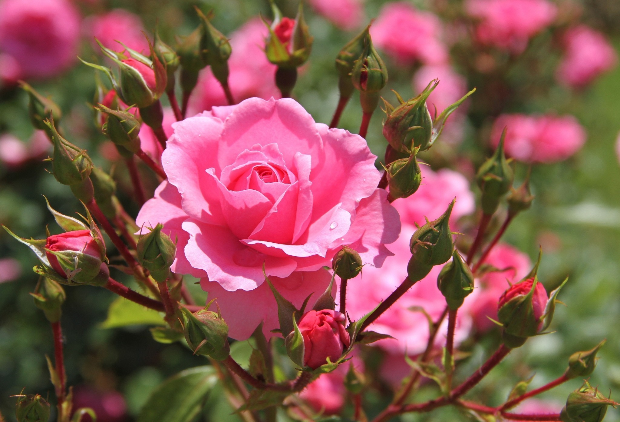 Bud Earth Flower Nature Pink Rose Rose Rose Bush Wallpaper - Resolution ...