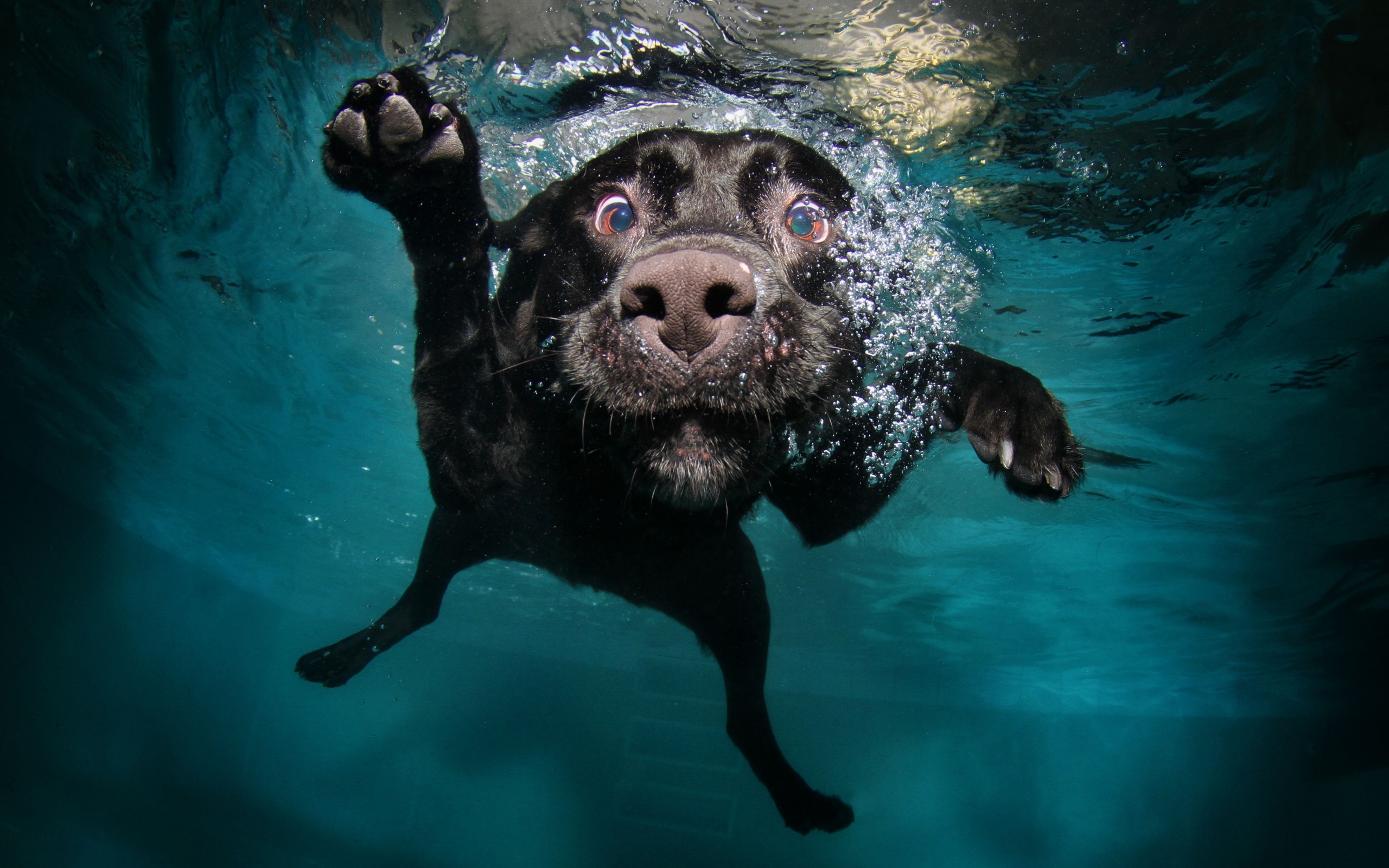 Dog Labrador Underwater Water 2560x1600