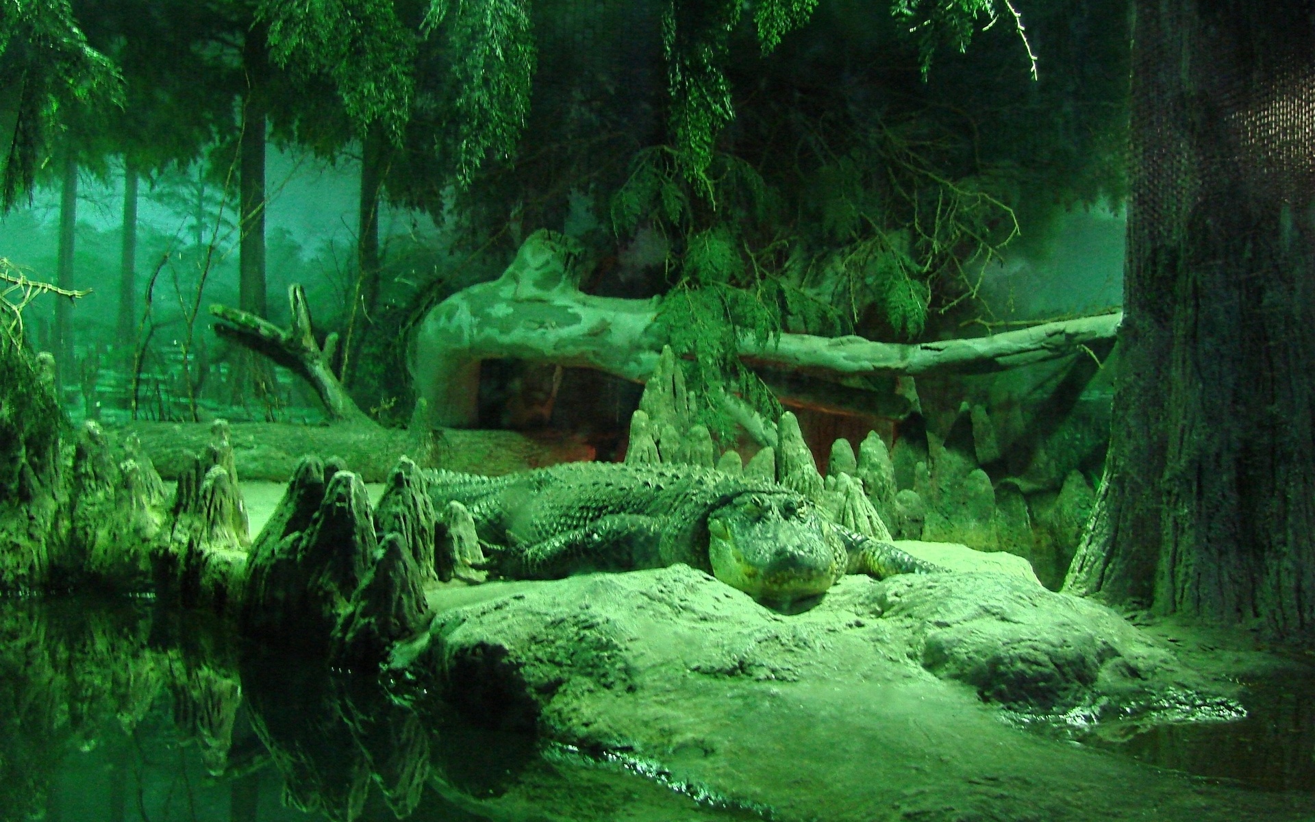 Animal Crocodile 1920x1200