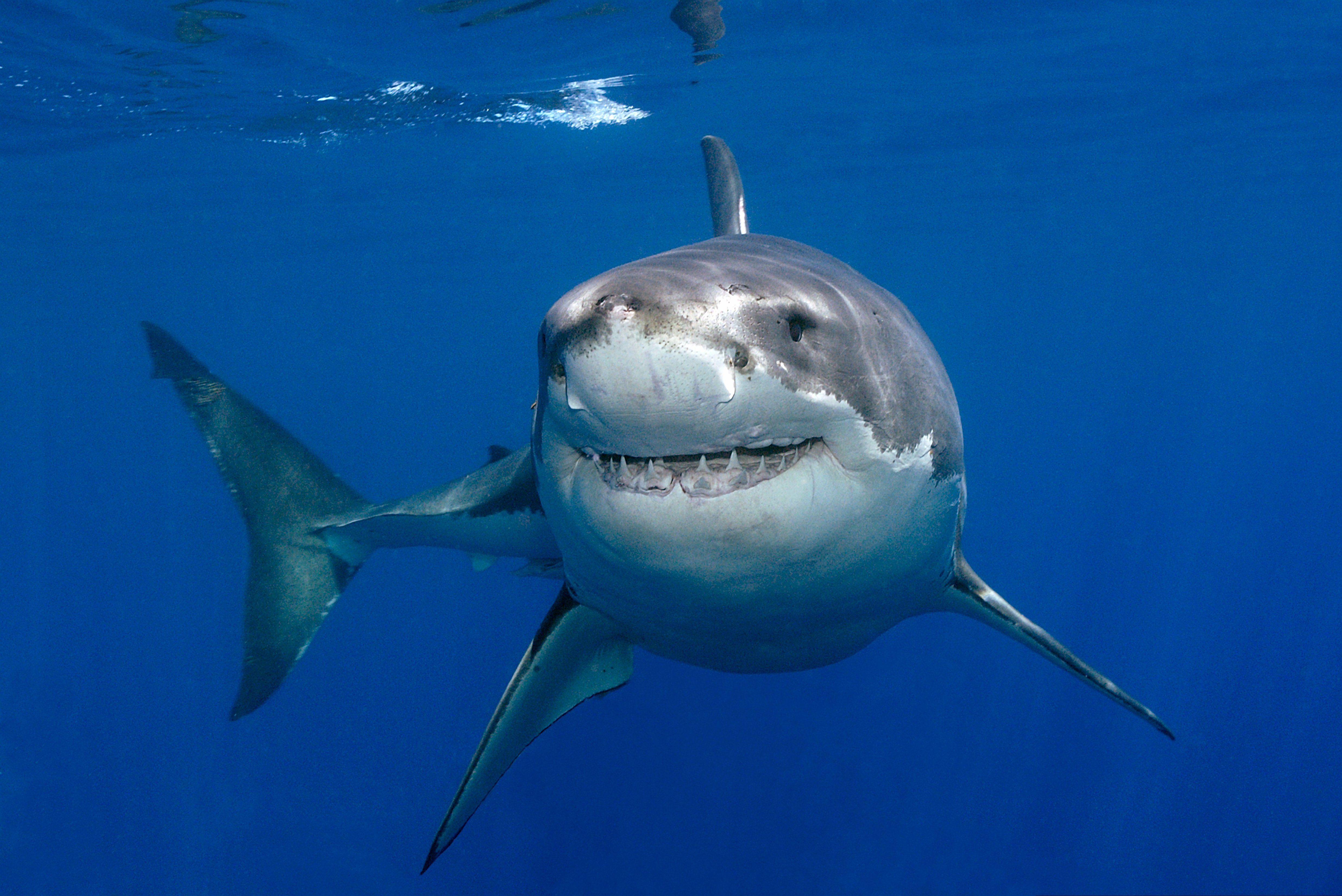 Fish Shark Underwater 4941x3300