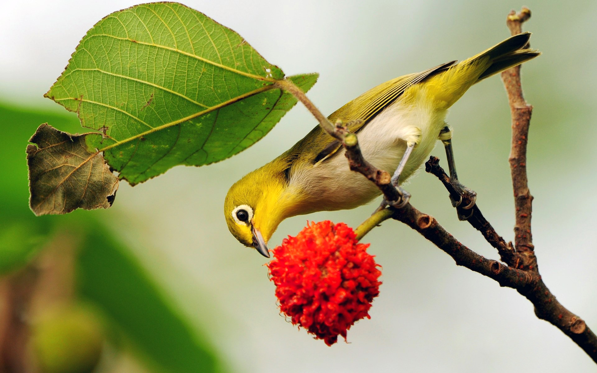 Japanese White Eye Passerine 1920x1200