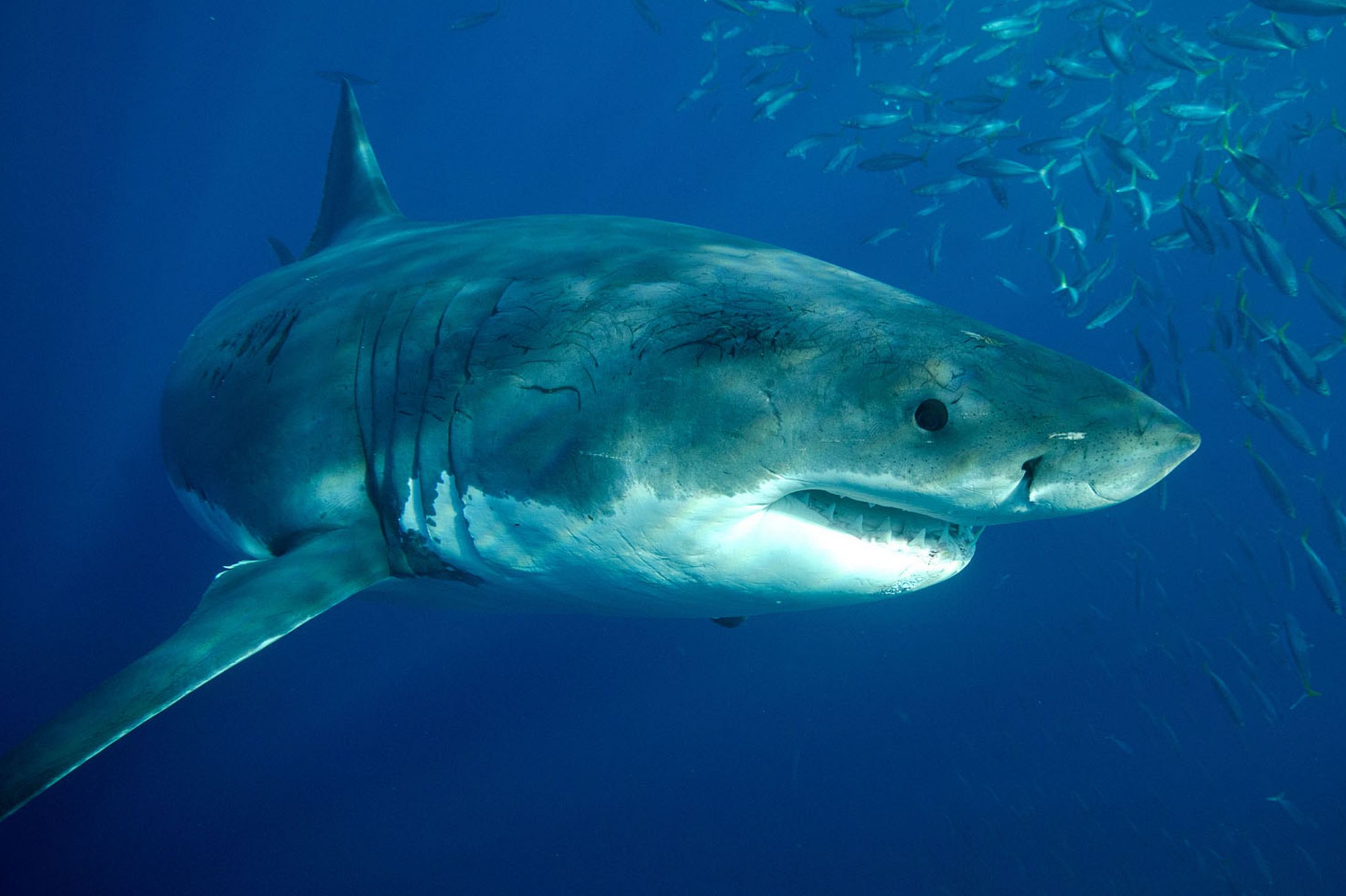 Animal Great White Shark 2197x1463