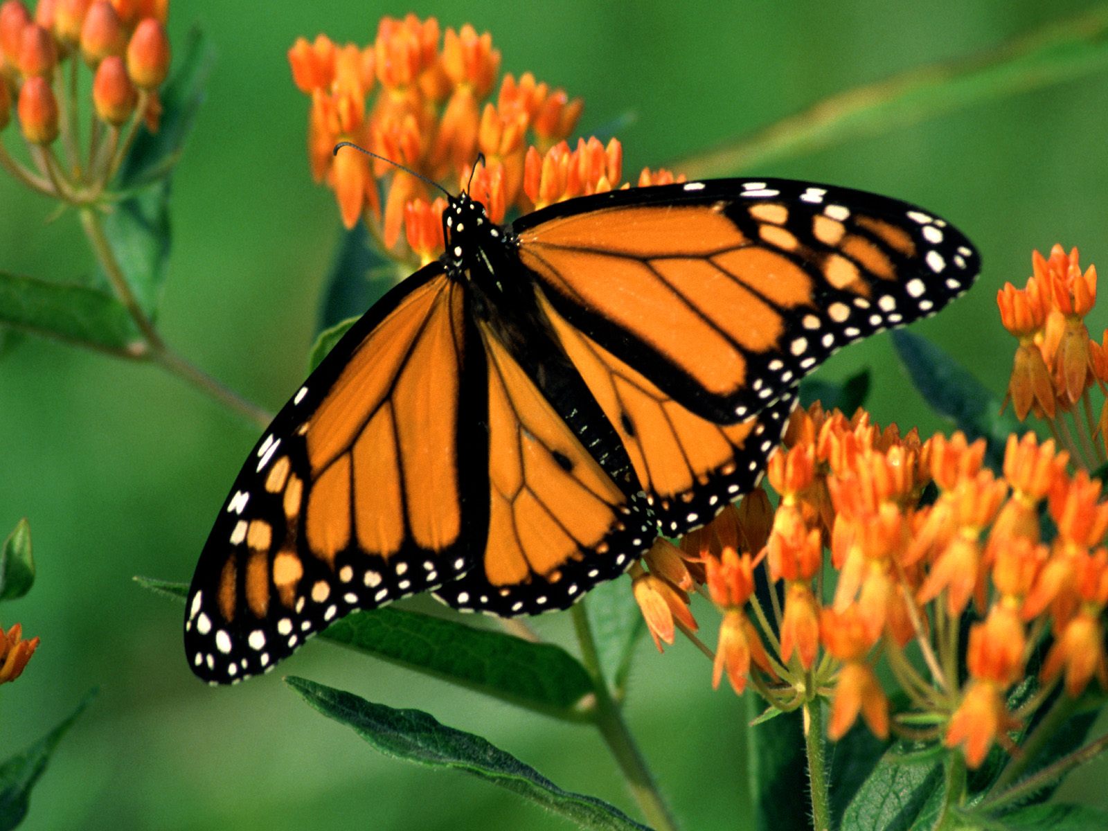 Animal Butterfly Flower Monarch Butterfly Orange Color 1600x1200
