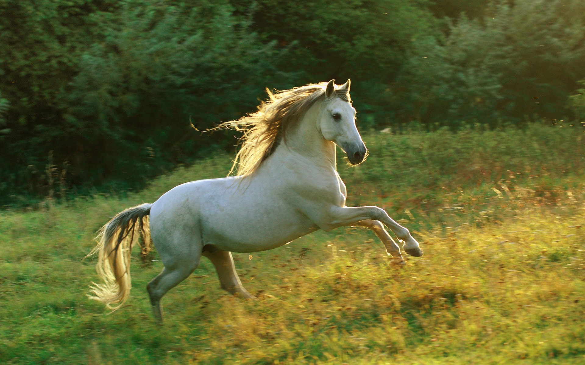 Animal Horse 1920x1200