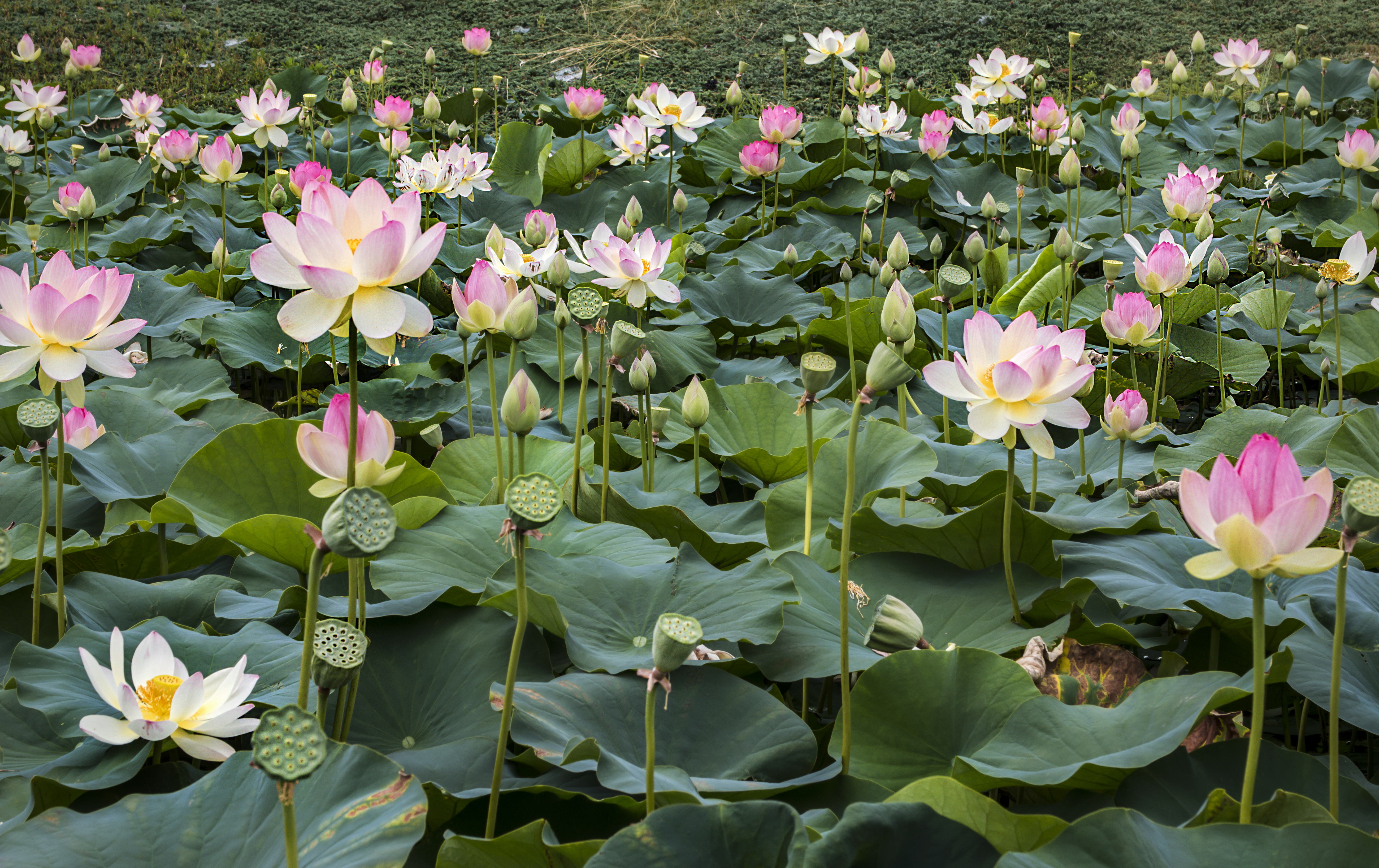 Flower Lily Pad Lotus Pink Flower Spring Water Lily 5198x3273