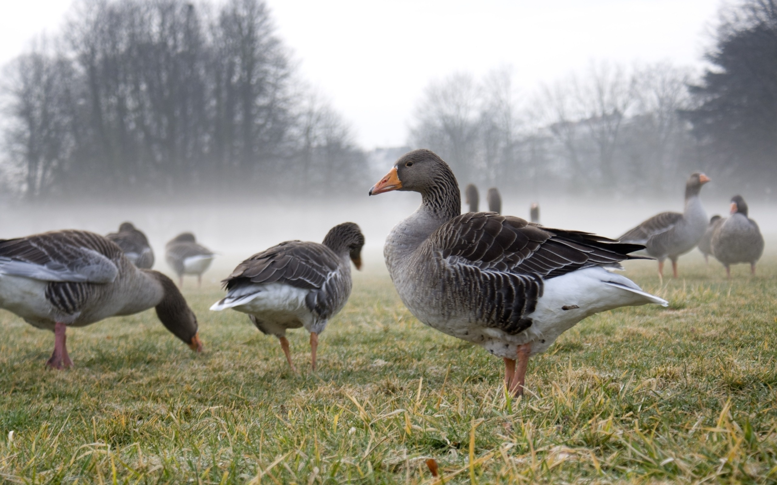 Animal Goose 2560x1600