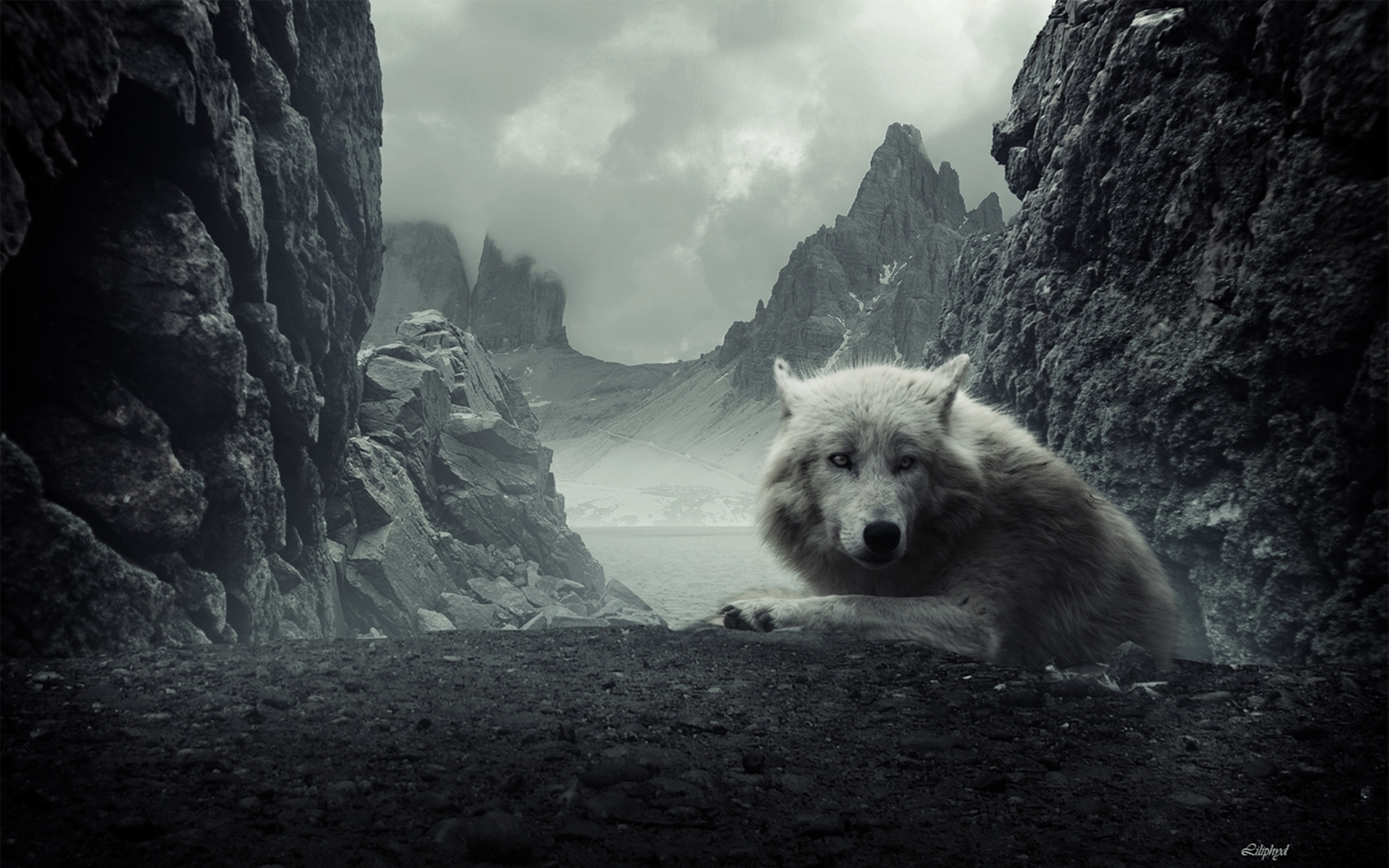Mountain Rock White Wolf Wolf 2560x1600