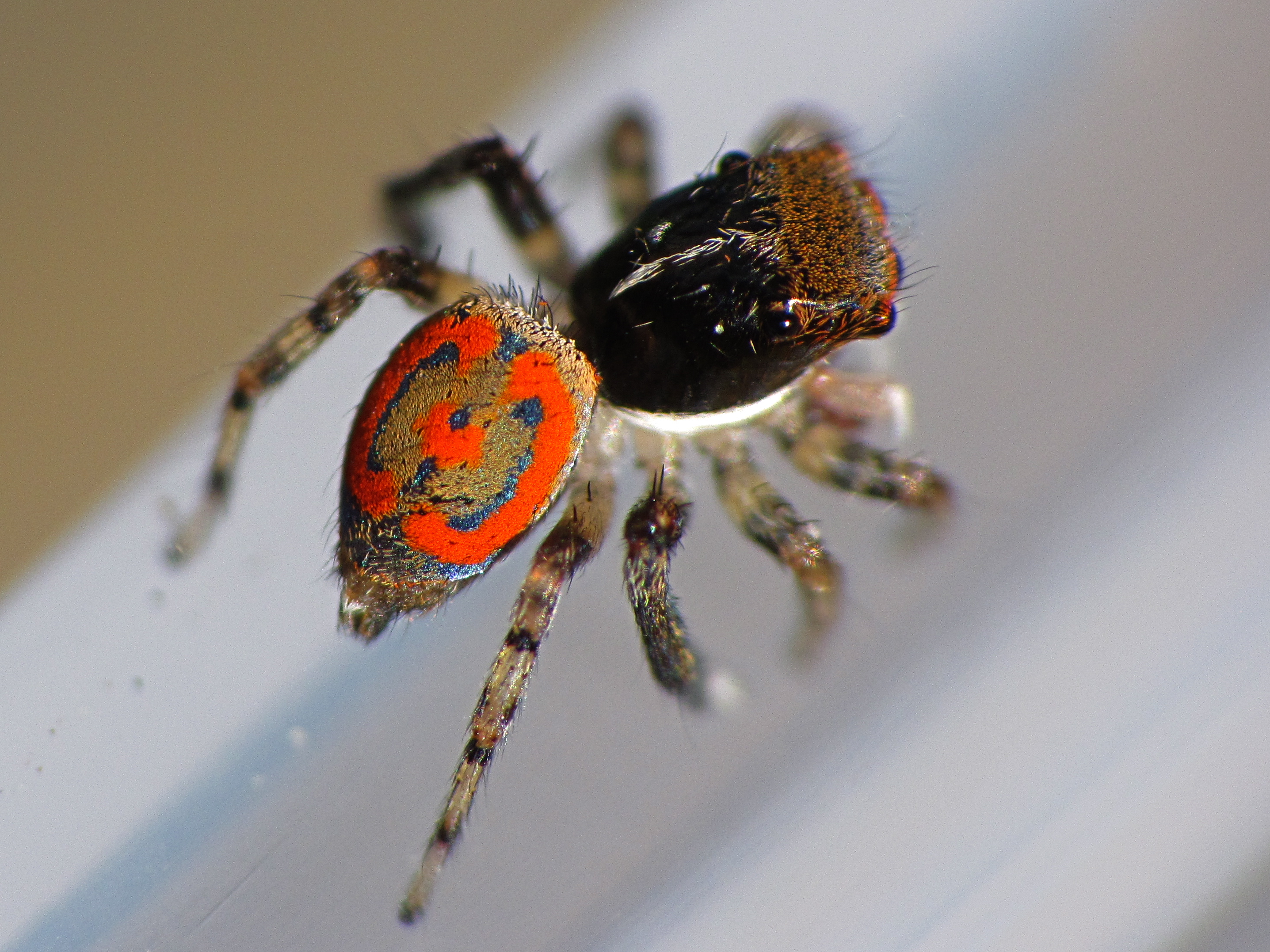 Jumping Spider 2873x2154
