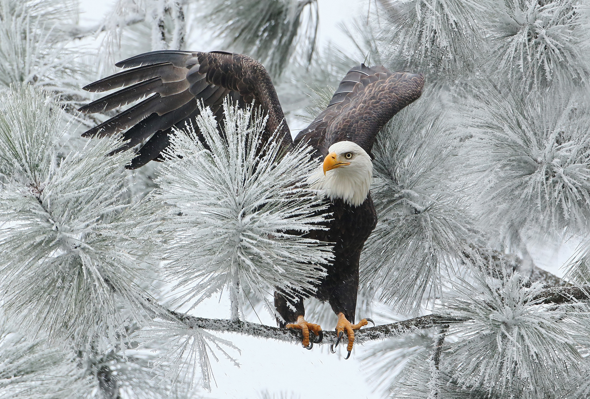 Bald Eagle Bird Branch Eagle Frozen Winter 2048x1385