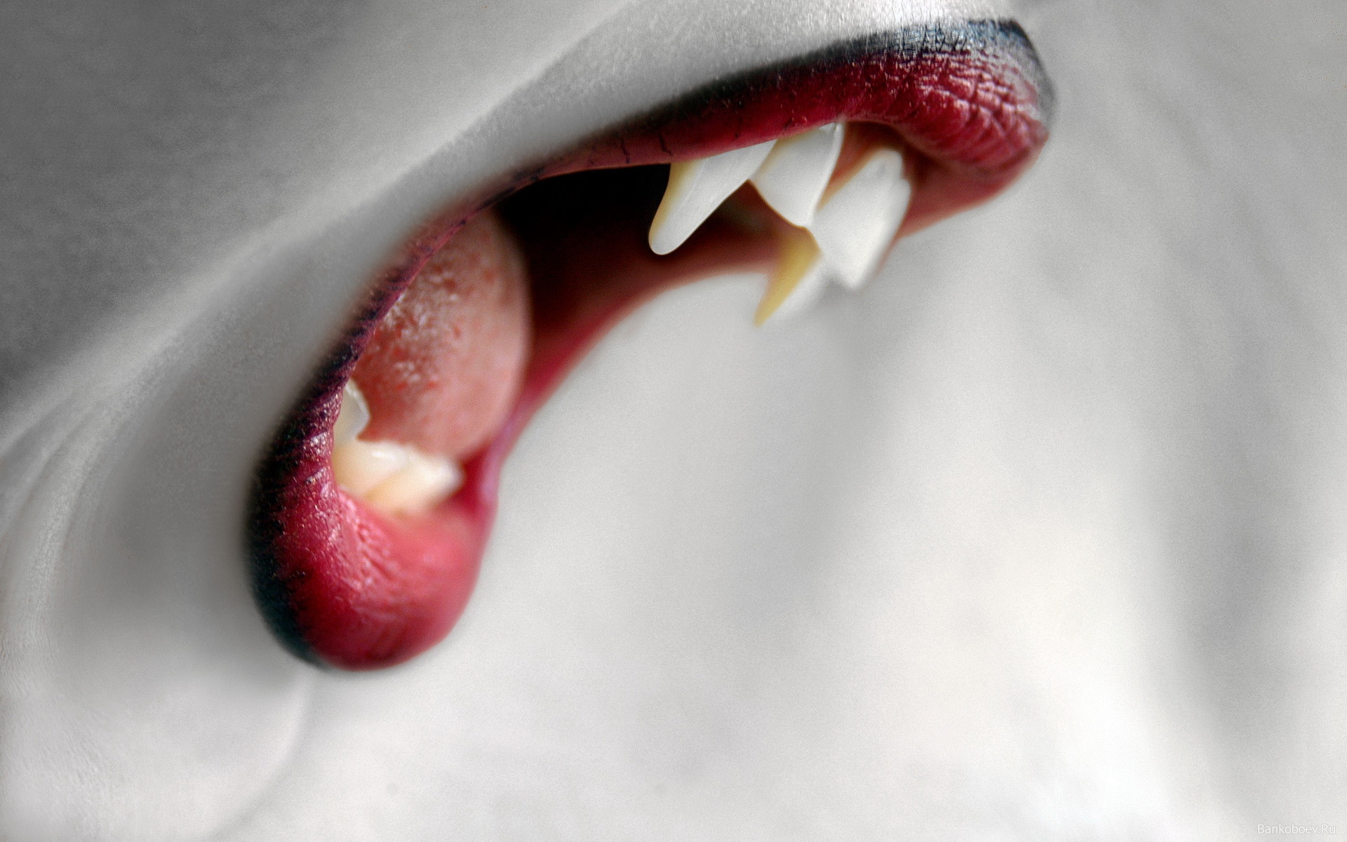 Close Up Evil Fangs Lips Vampire 1920x1200