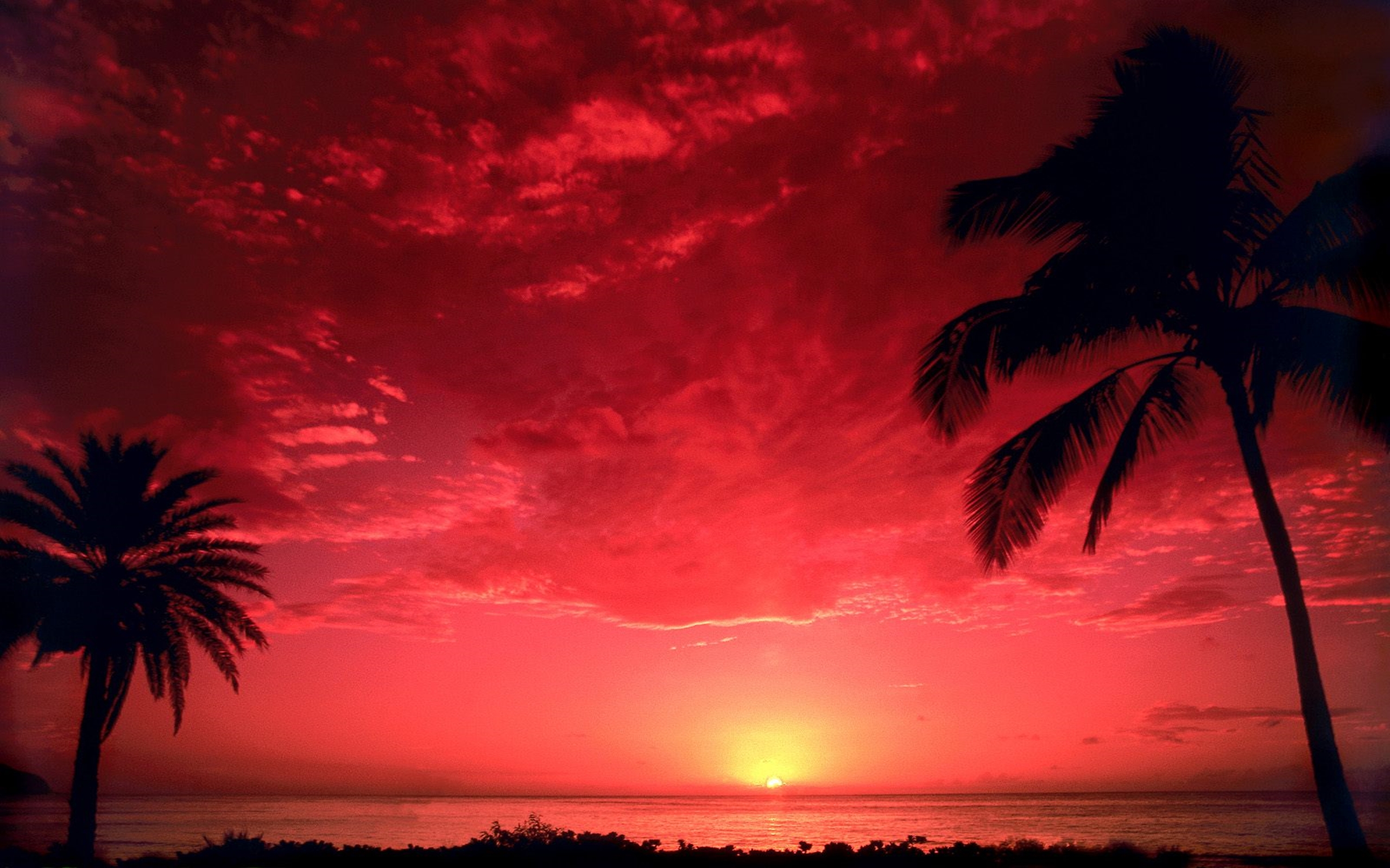 Earth Horizon Palm Tree Red Silhouette South Pacific Sunset Tropical 2560x1600